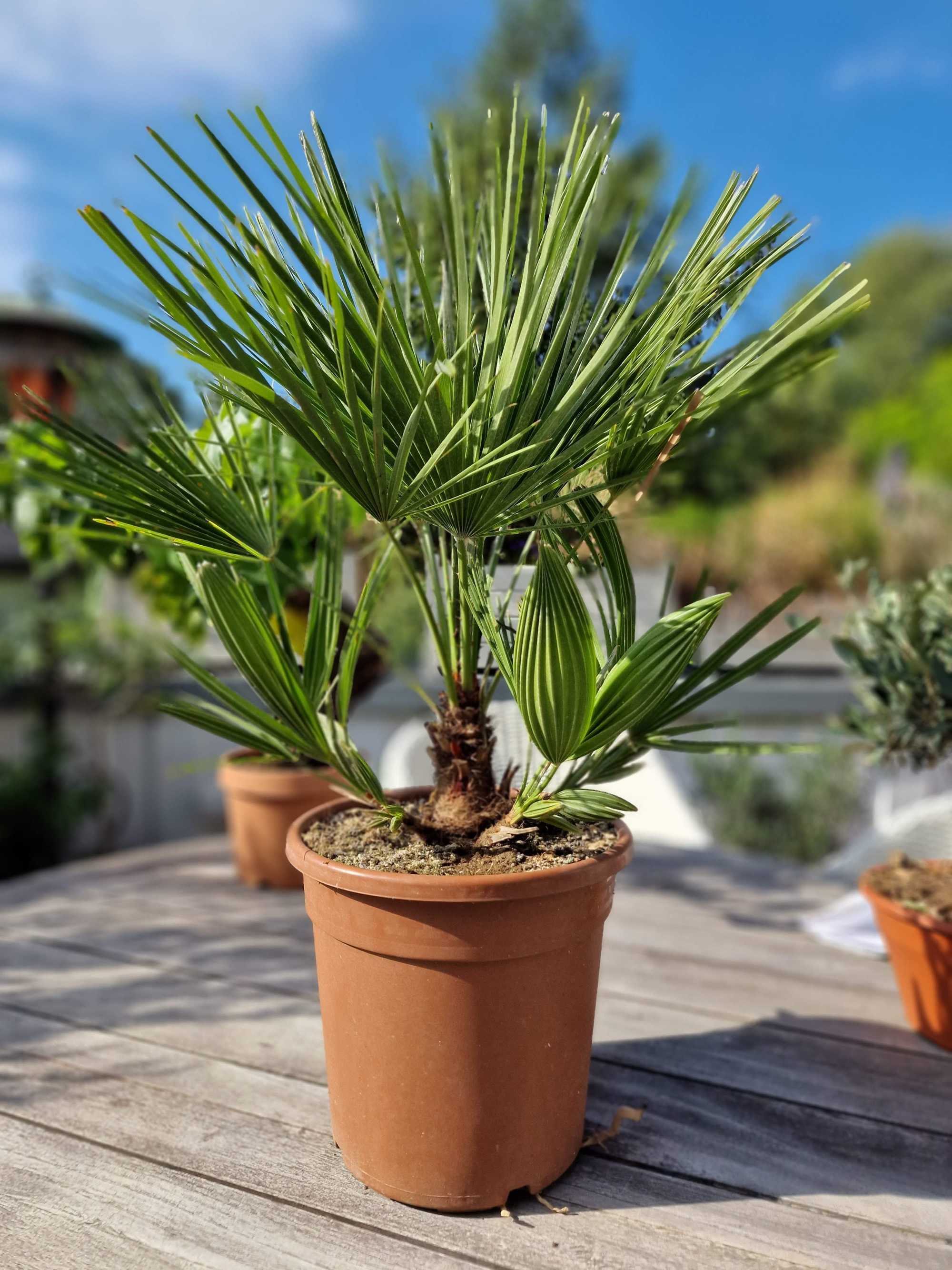 Mittelmeerpalme [Mezzo] - Zwergpalme -  Chamaerops Humilis