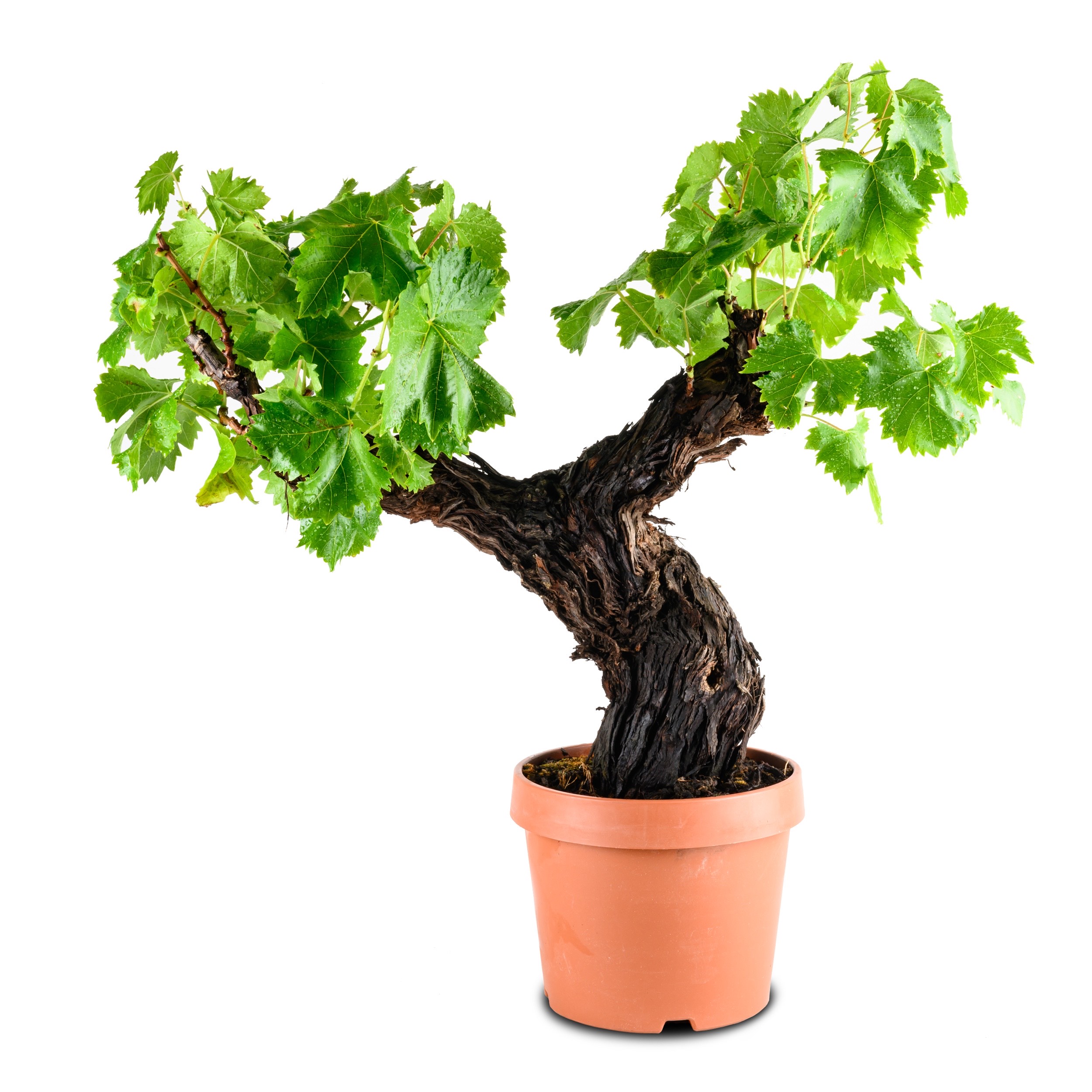 Weinrebe Bonsai [Grande] - Vitis vinifera - Ø22cm