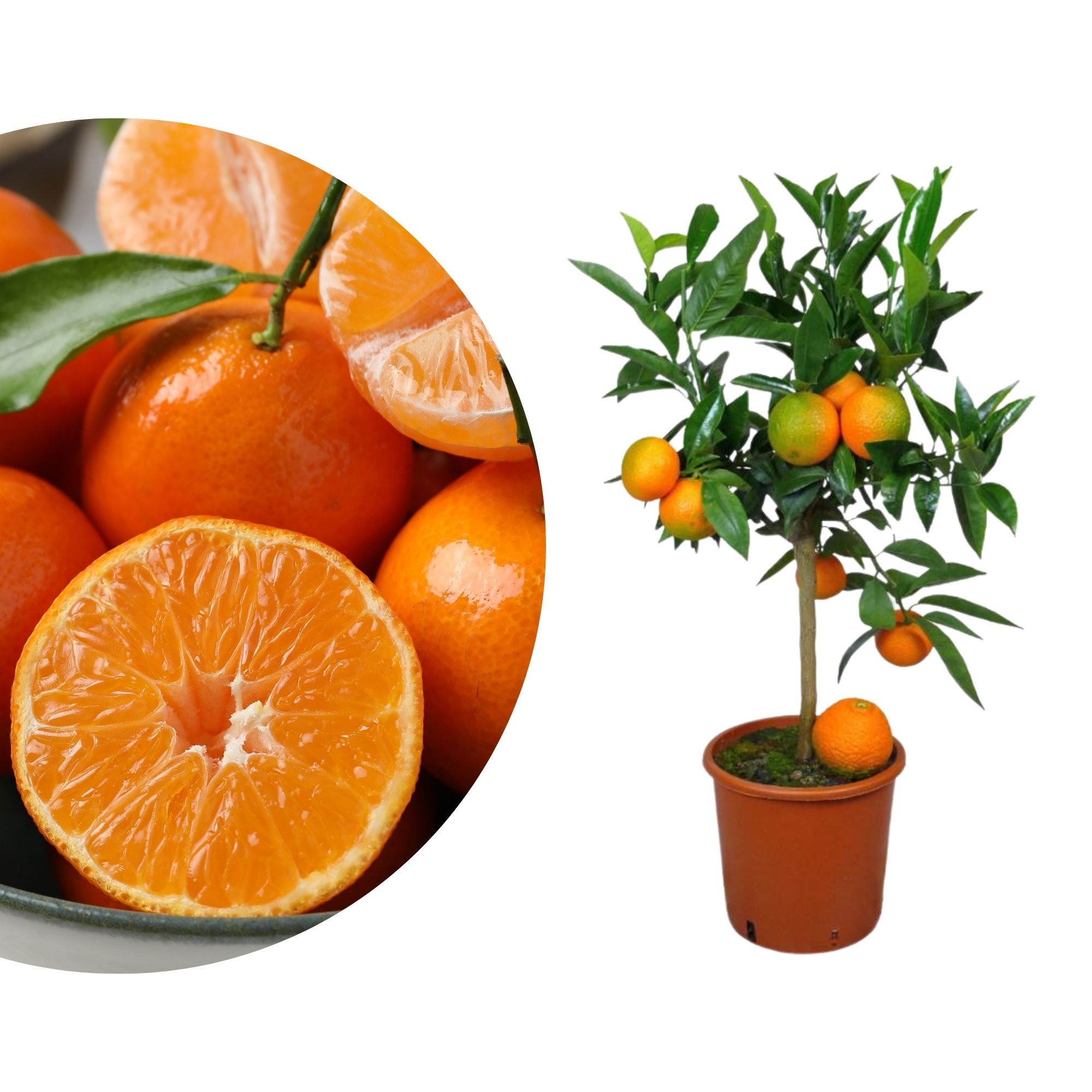 Clementinenbaum - Citrus clementina - Citrus reticulata 'Clementine'