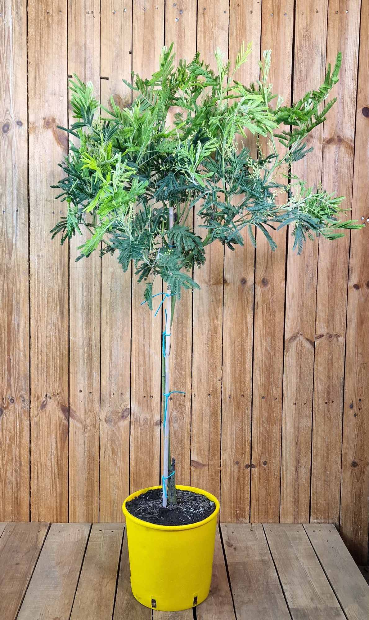 Wintermimose Stämmchen - Mimosa 'Gaulois Astier' - Acacia dealbata - Silberakazie 