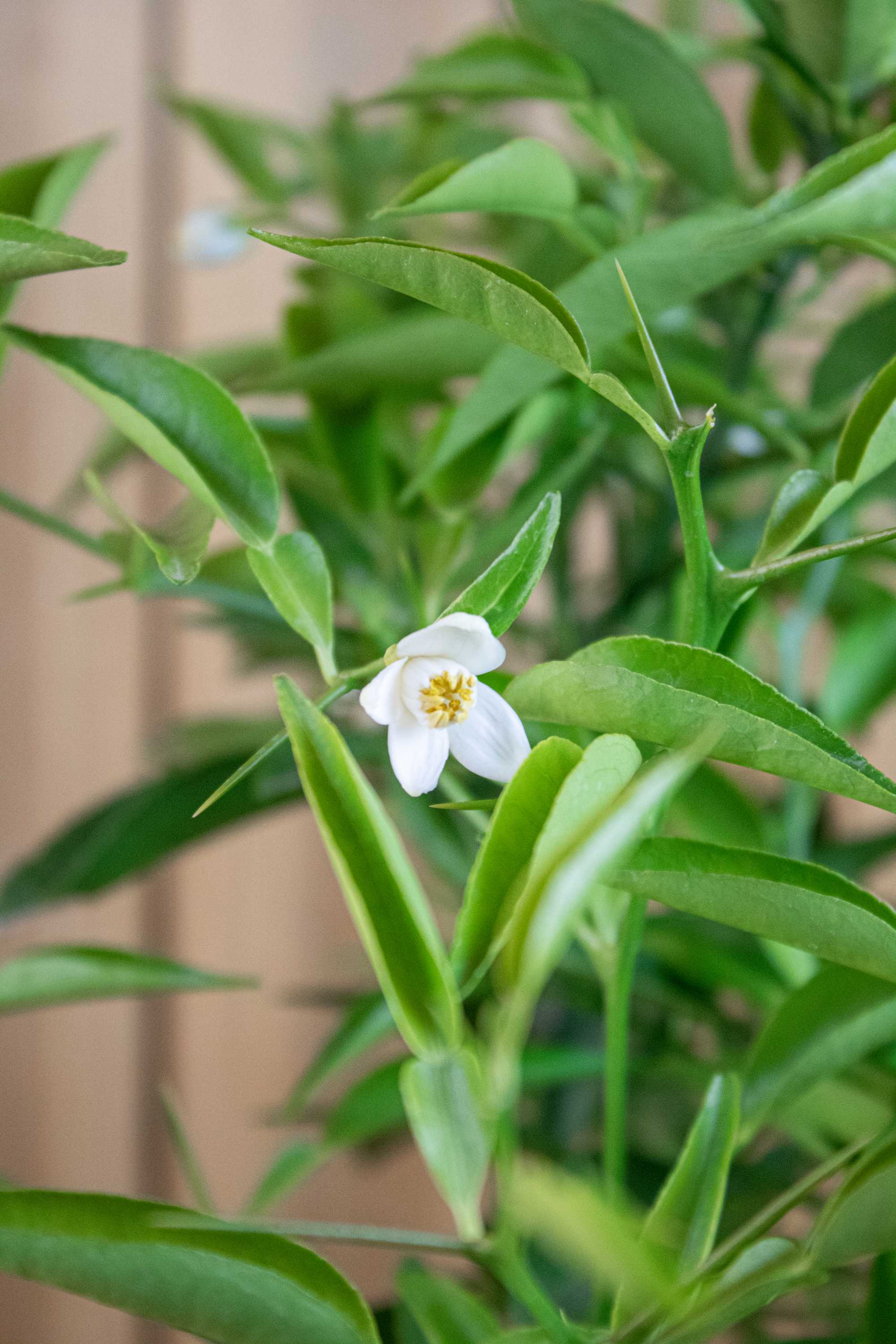Yuzu [Mezzo] - Citrus junos -  [Citrus ichangensis × Citrus reticulata]