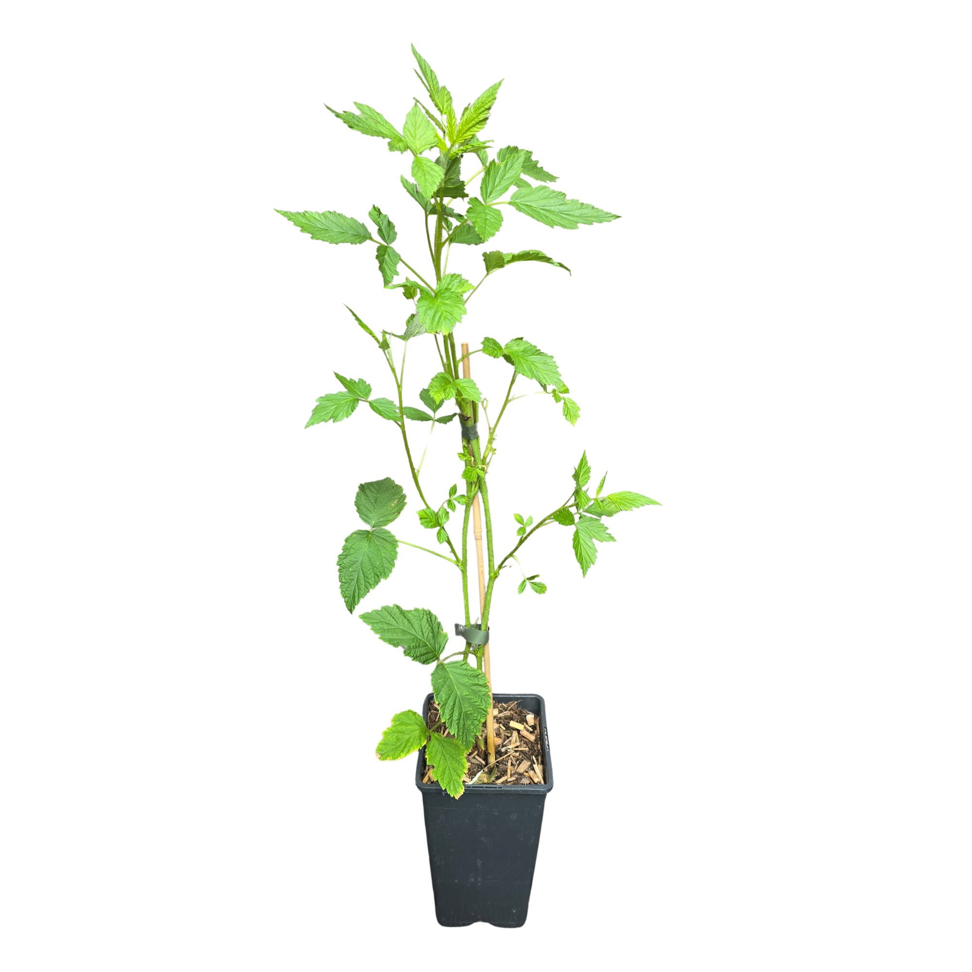 Sommerhimbeere 'Malling Promise' -  Rubus idaeus Malling Promise