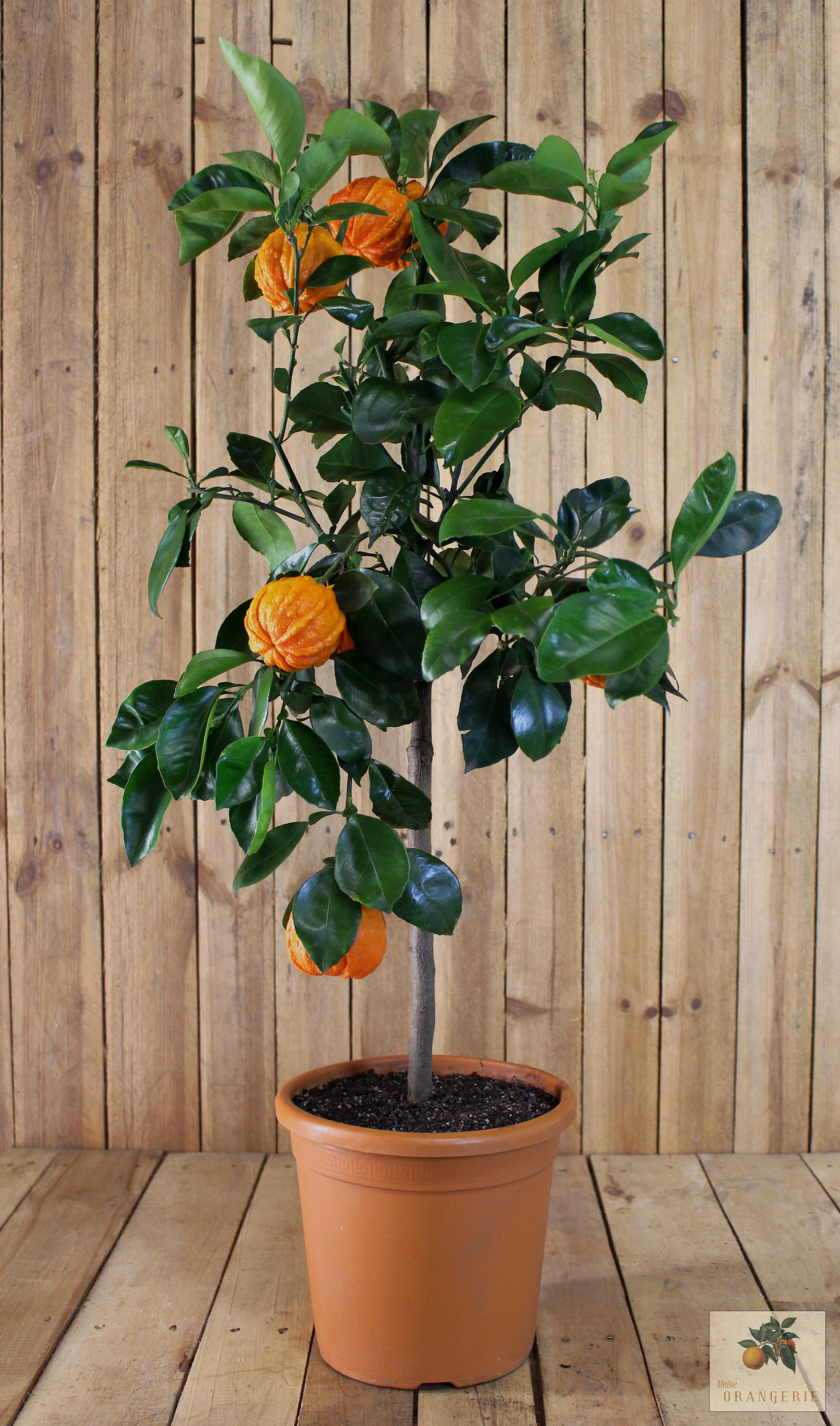 Bizarre Pomeranze [Mezzo] - Citrus aurantium 'Bizzarria' - Bizzarre Bitterorange