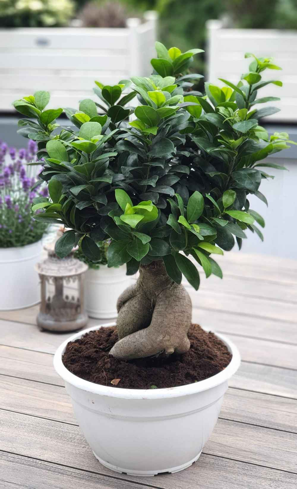 Bonsai Ficus Ginseng [Mezzo] - Ficus Microcarpa - Chinesischer Feigenbaum  - Bonsaipflanze für drinnen und draußen - Lorbeerfeige - Ficus Retusa