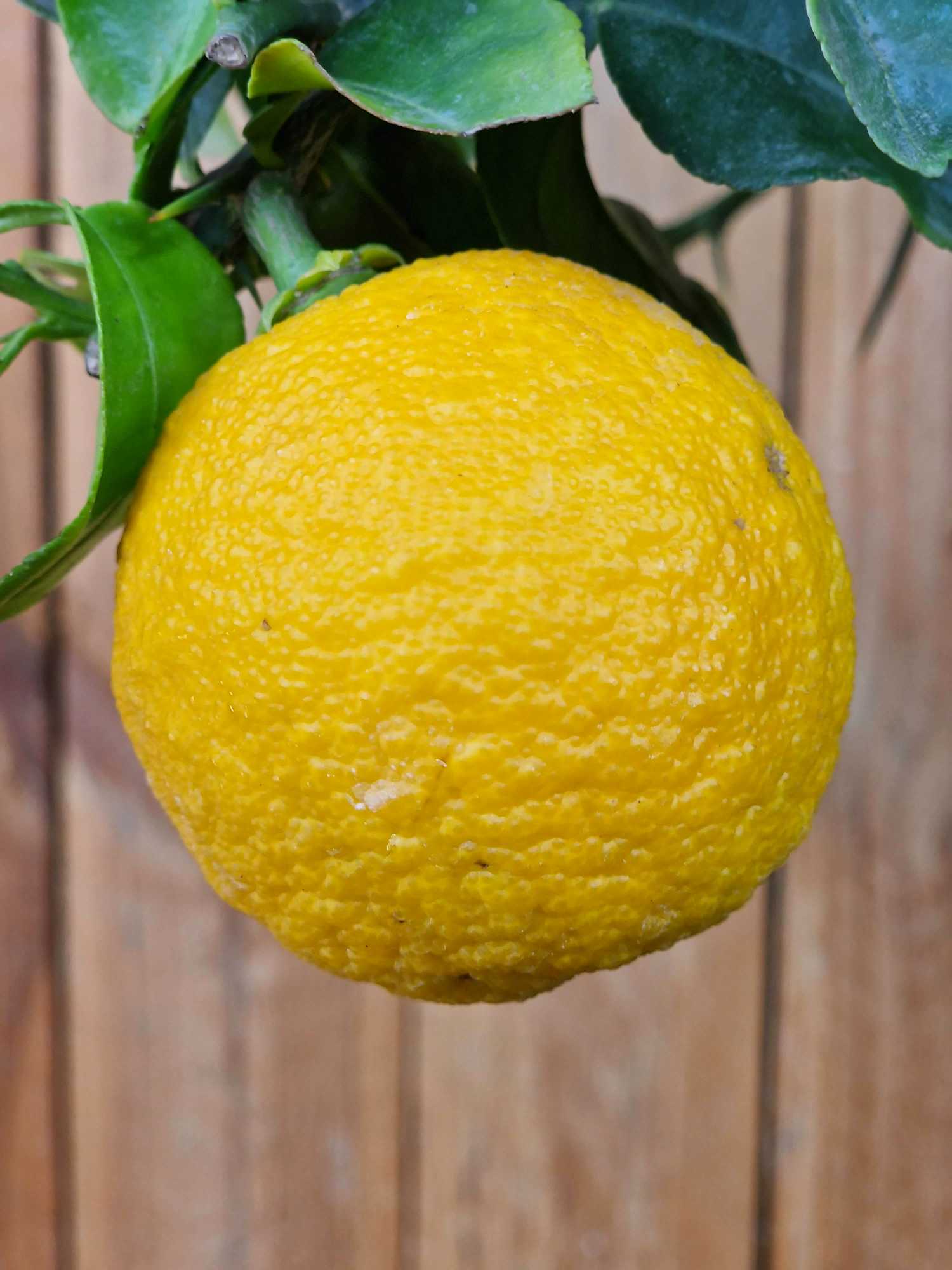 Yuzu [Mezzo] - Citrus junos -  [Citrus ichangensis × Citrus reticulata]