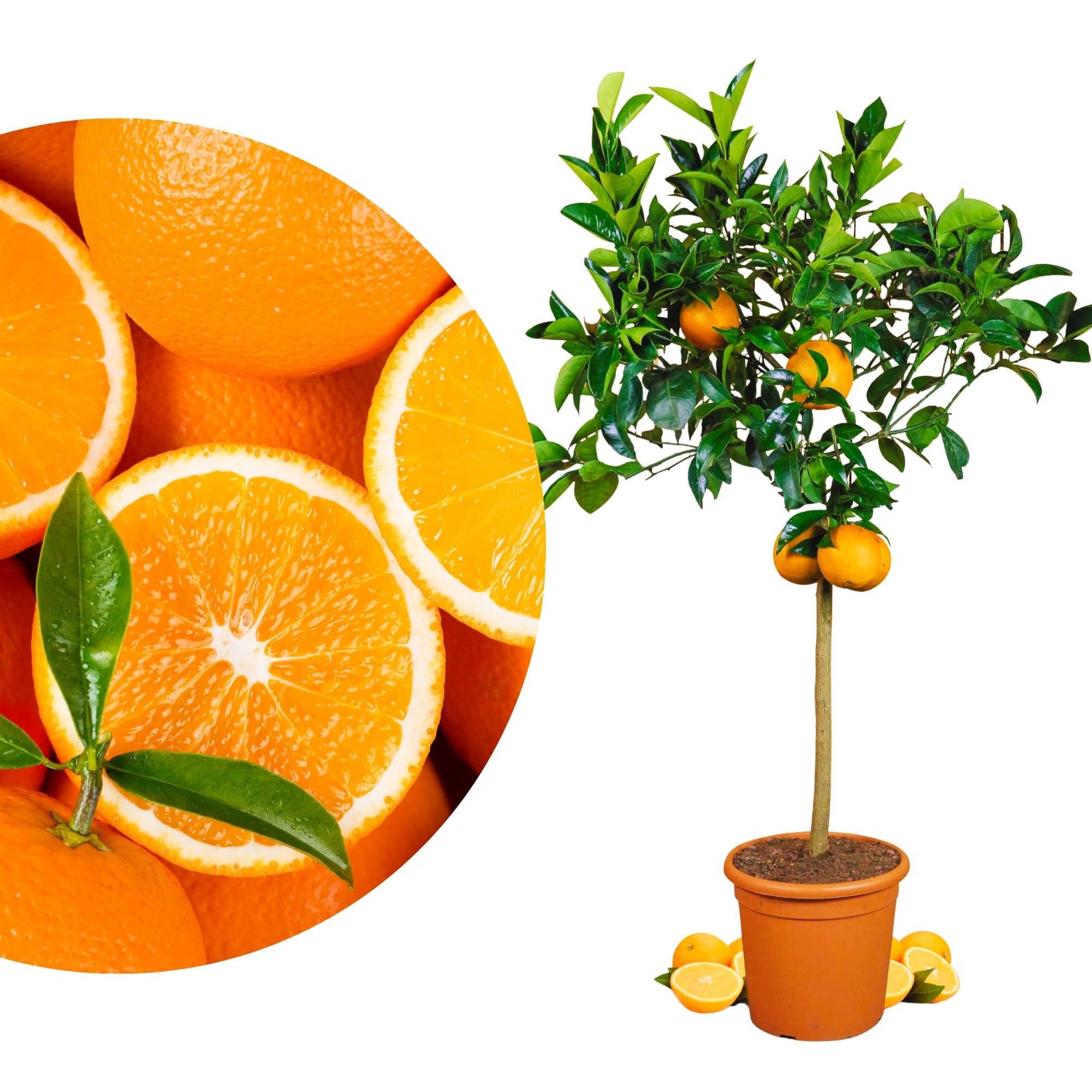 Orangenbaum [Grande] - Citrus Sinensis - Apfelsine