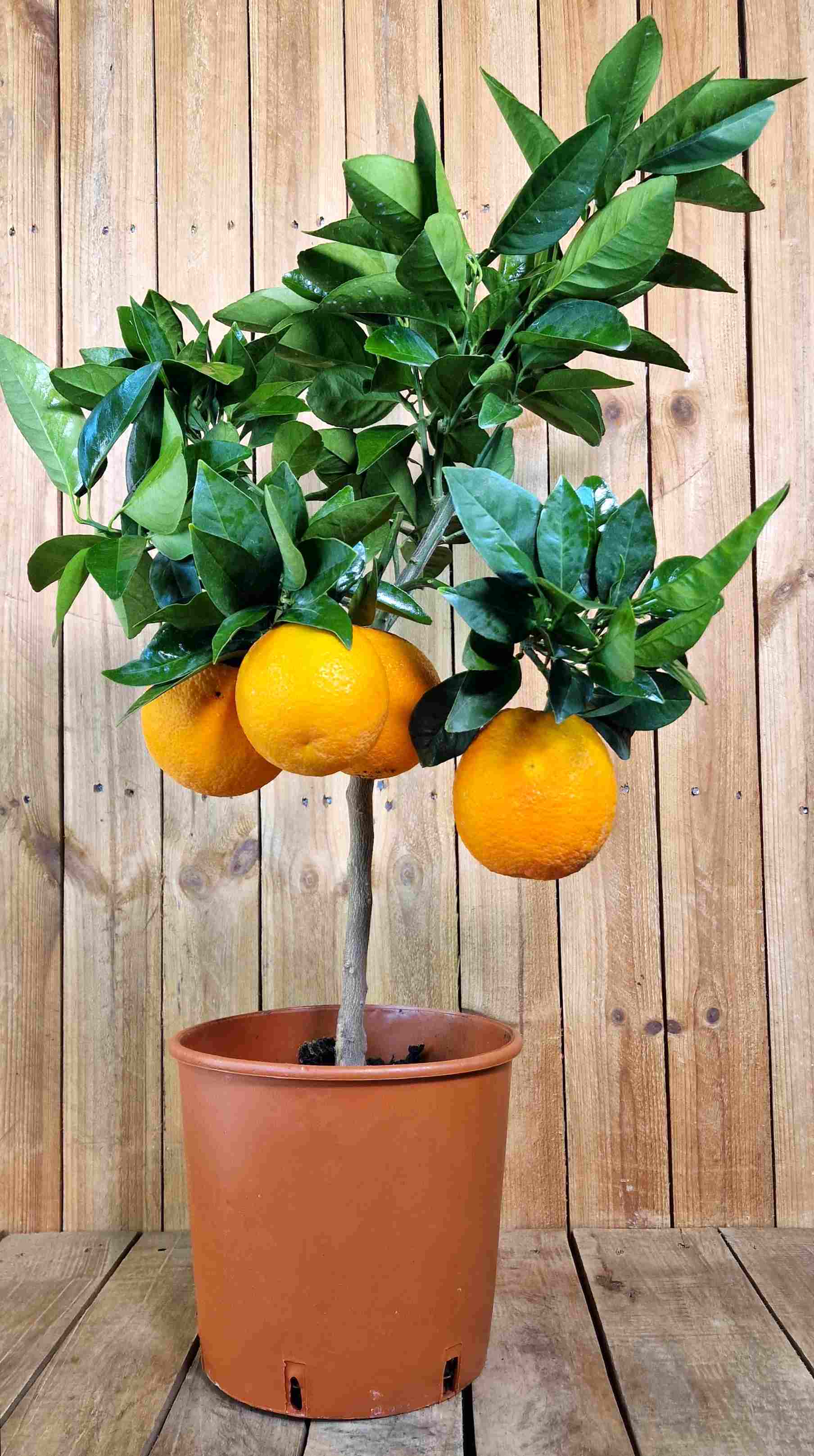 Blutorangenbaum Moro [Mezzo] - Citrus Sinensis 'Moro'