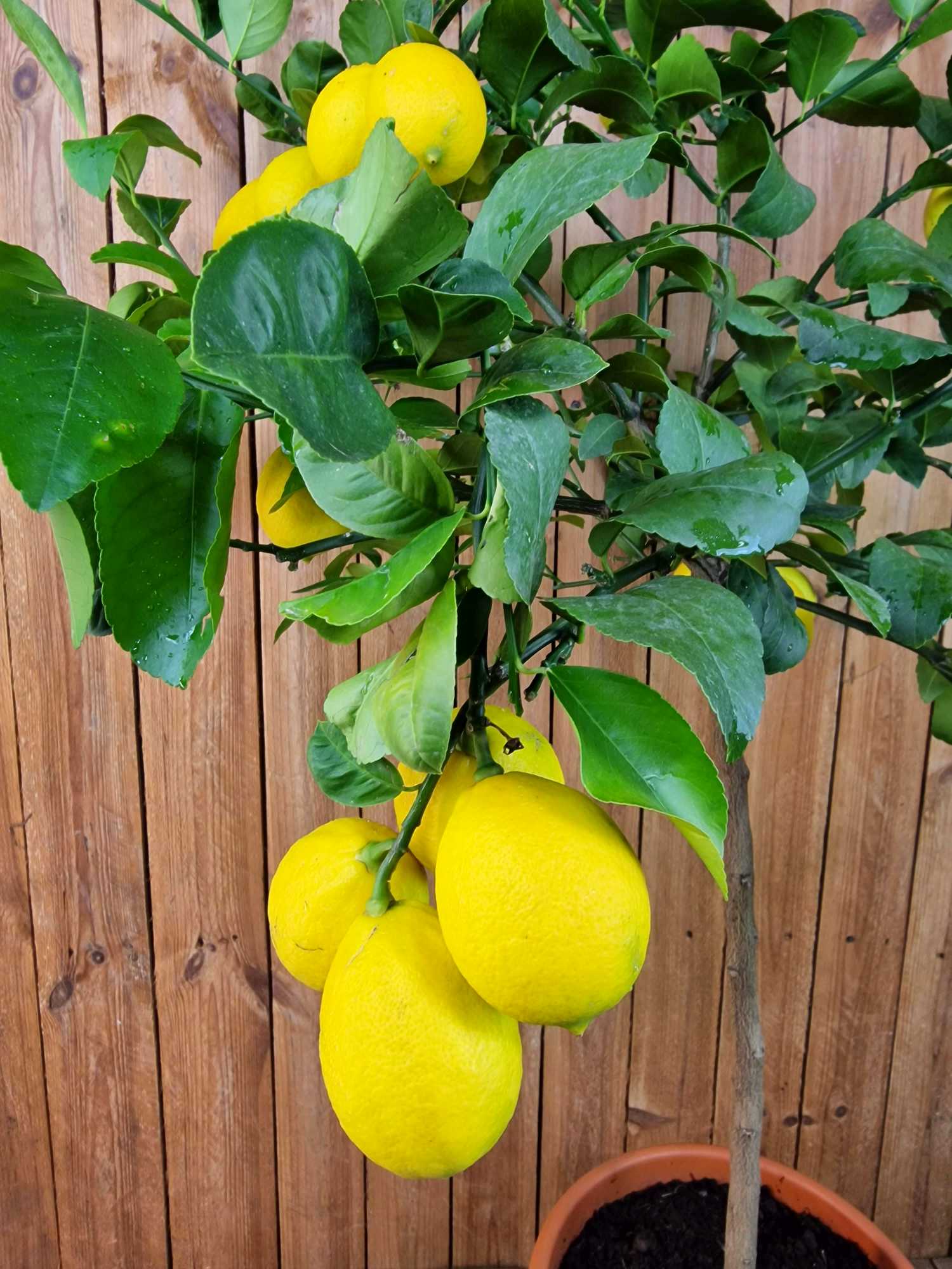 Meyer Zitrone   Citrus Limon 'meyeri'   Meyer Lemon