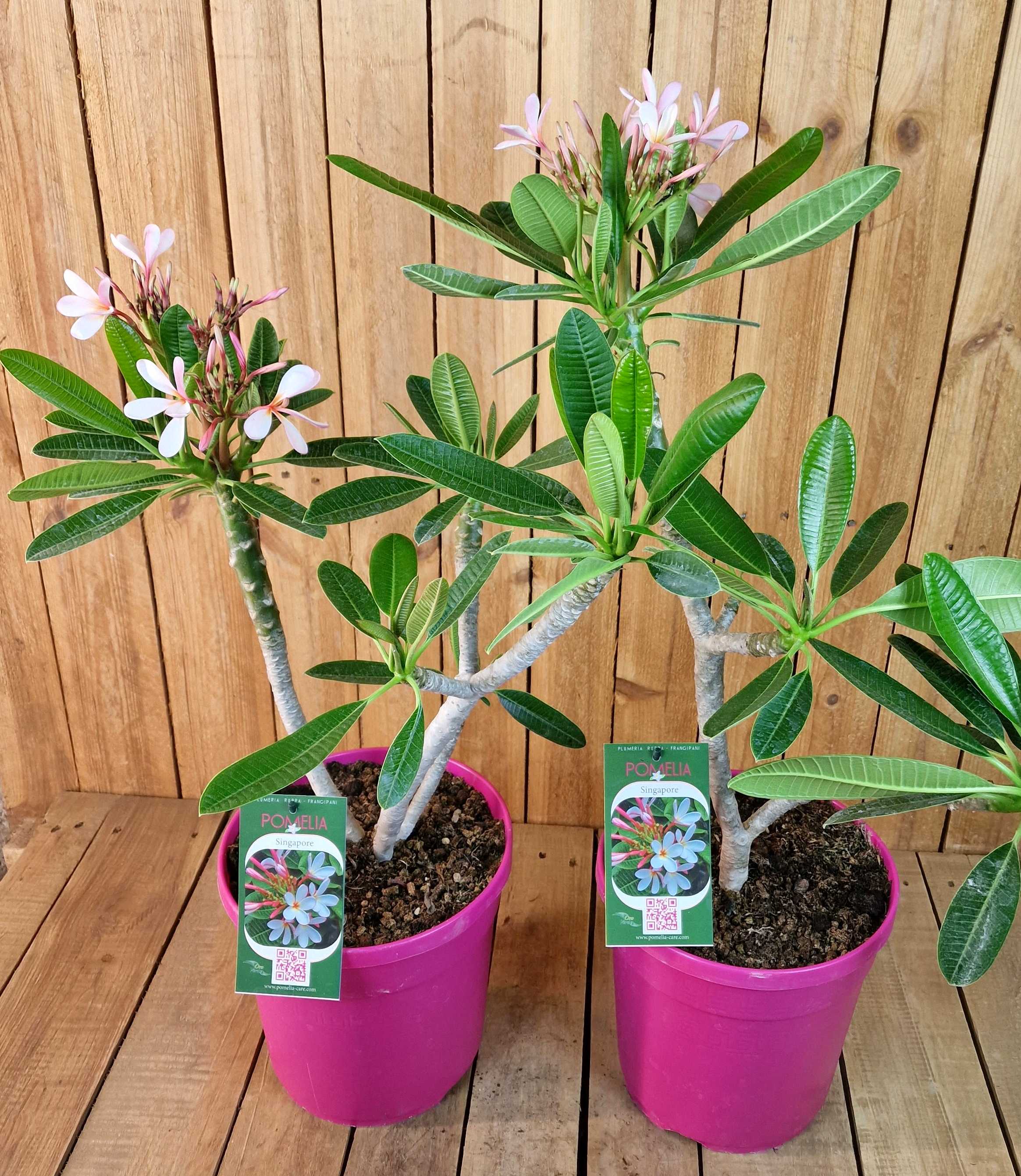 Frangipani "Singapore" Ø 20  - Plumeria rubra - Pomelia