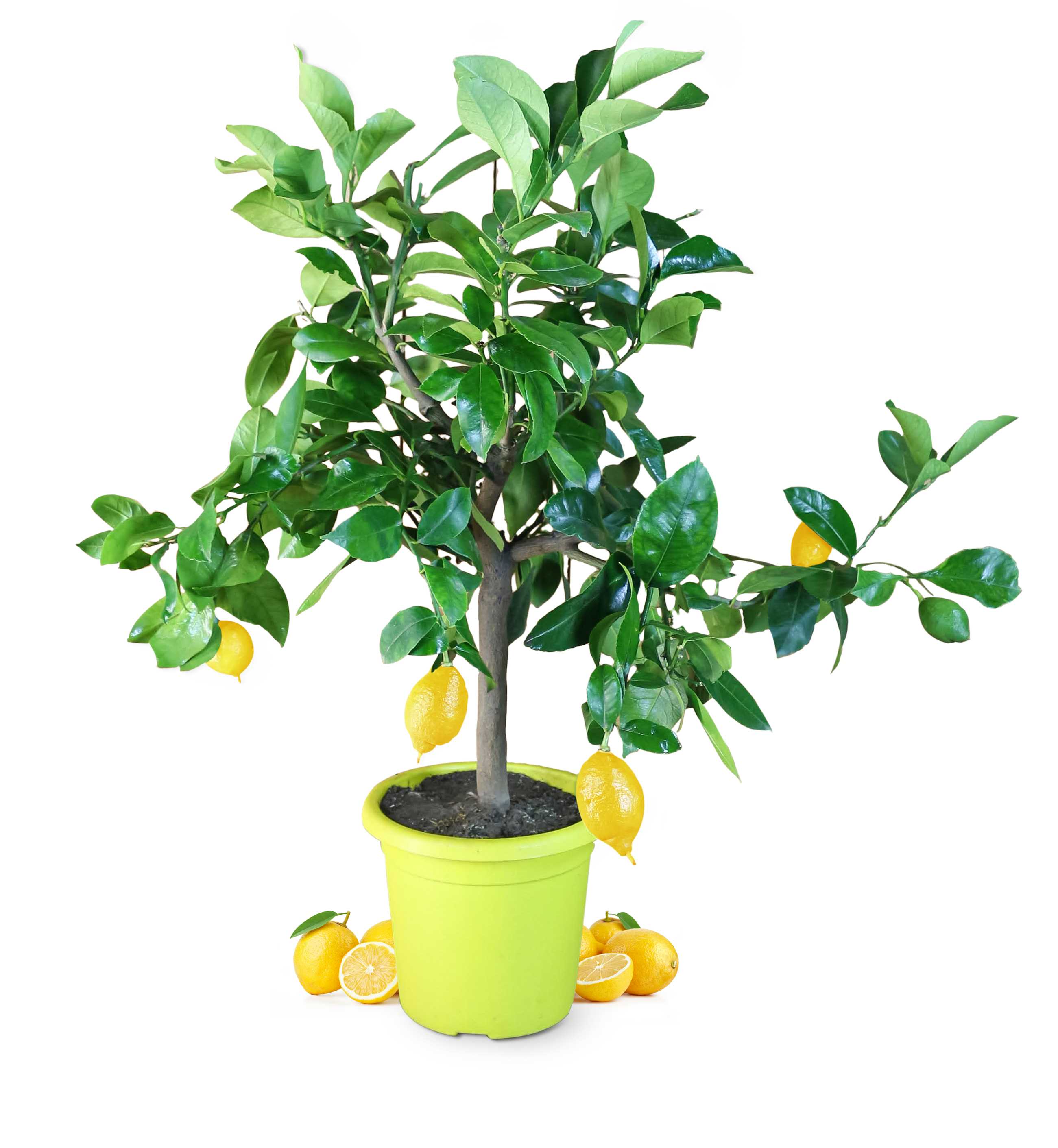 [RESTPOSTEN] Zitronenbaum [Piccolo]  - Citrus limon - echte Zitrone