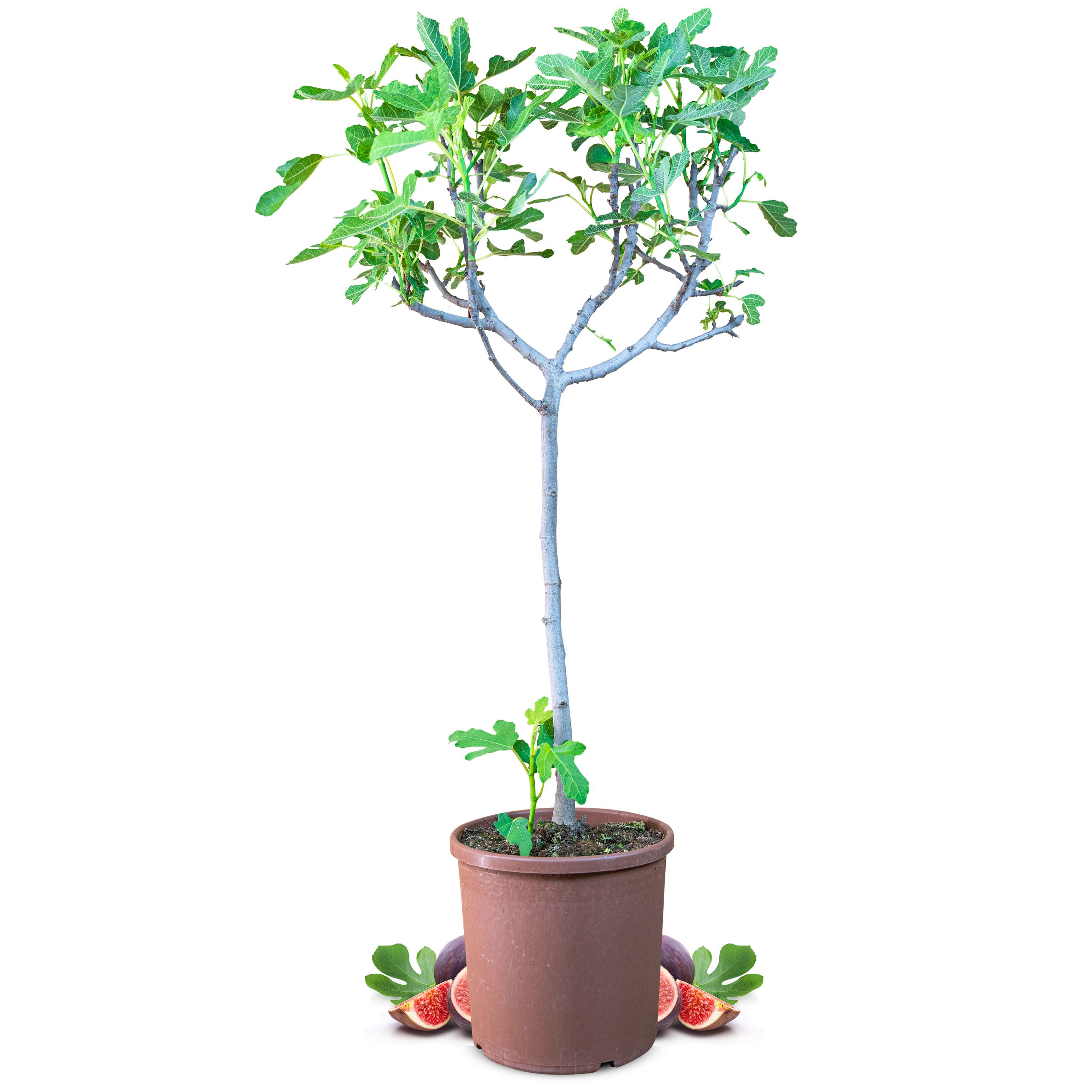 Feige Stämmchen [Grande]  - Ficus Carica - echter Feigenbaum