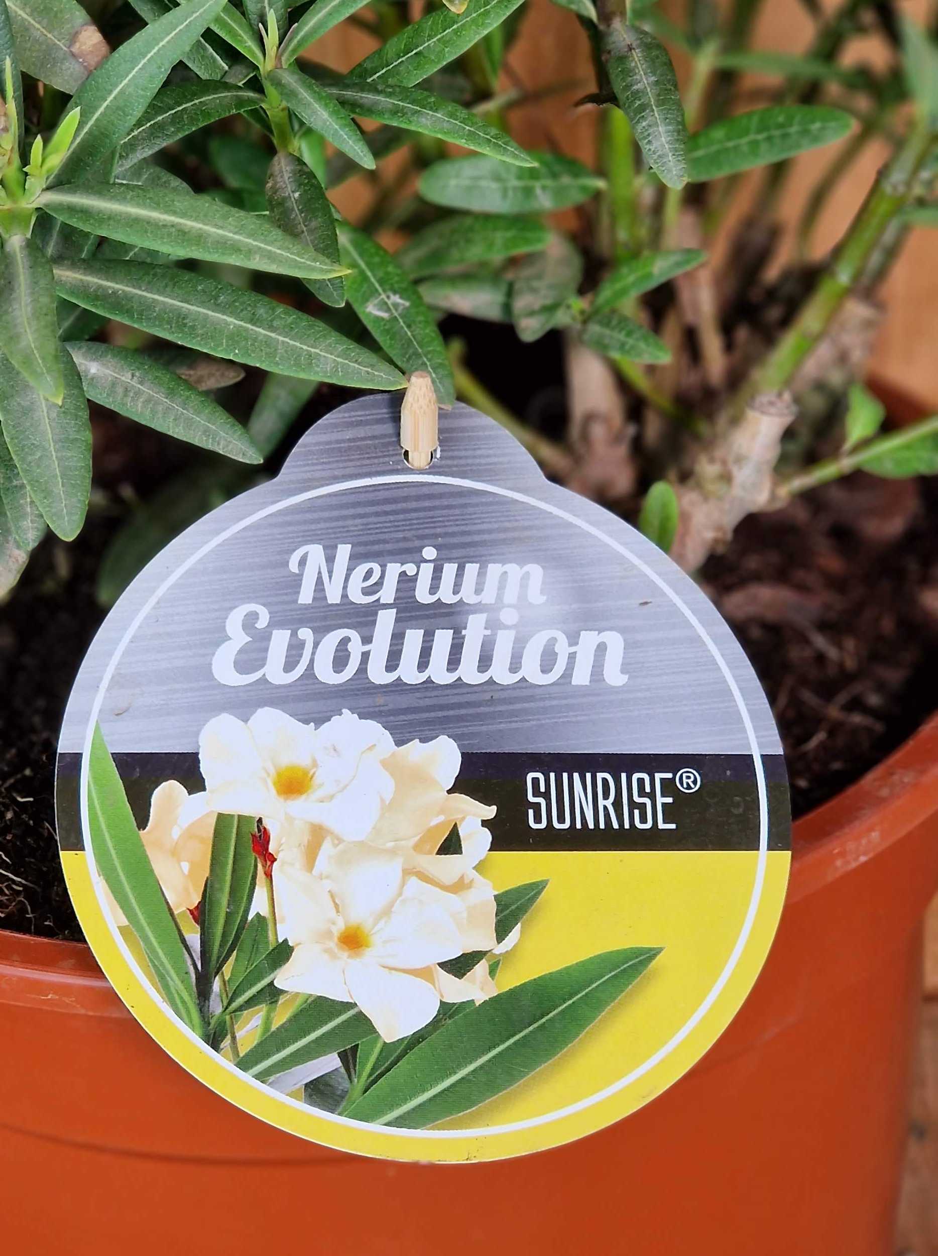 Gelber Oleander - Nerium Evolution "Sunrise" - Busch Mezzo