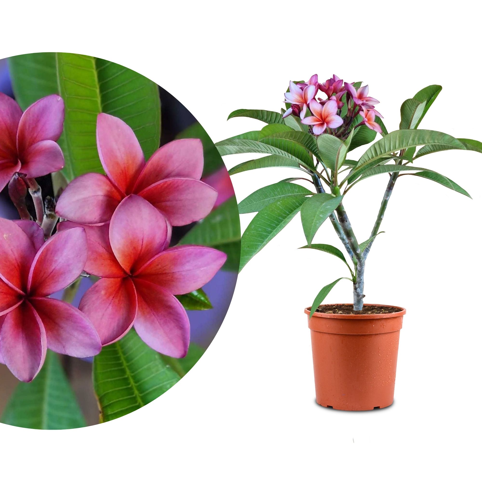 Frangipani Ø 20  "Epic" - Plumeria rubra - Pomelia