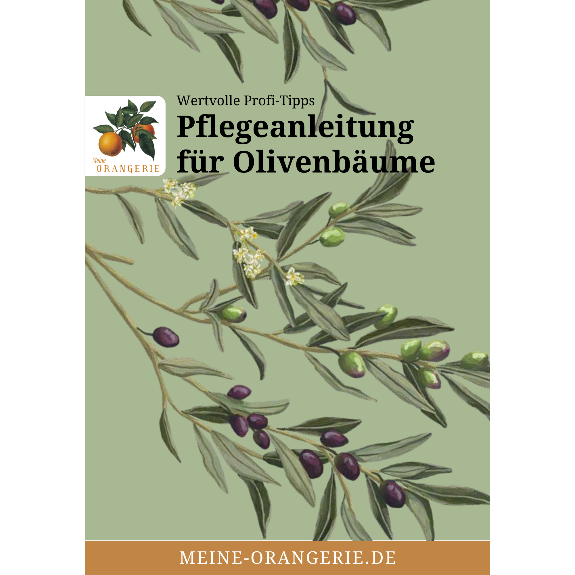 Pflegetipps Olivenbäume