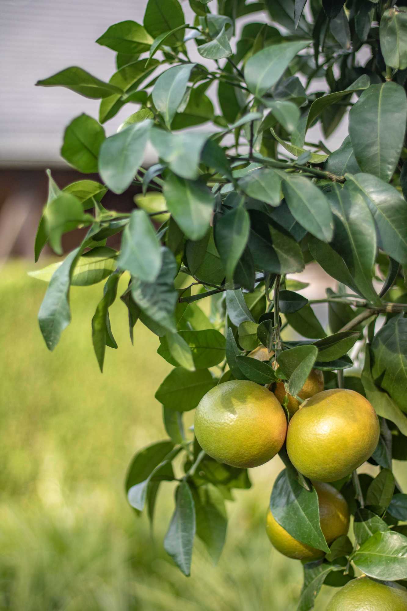 Grapefruit [Molto Grande] - Citrus paradisi