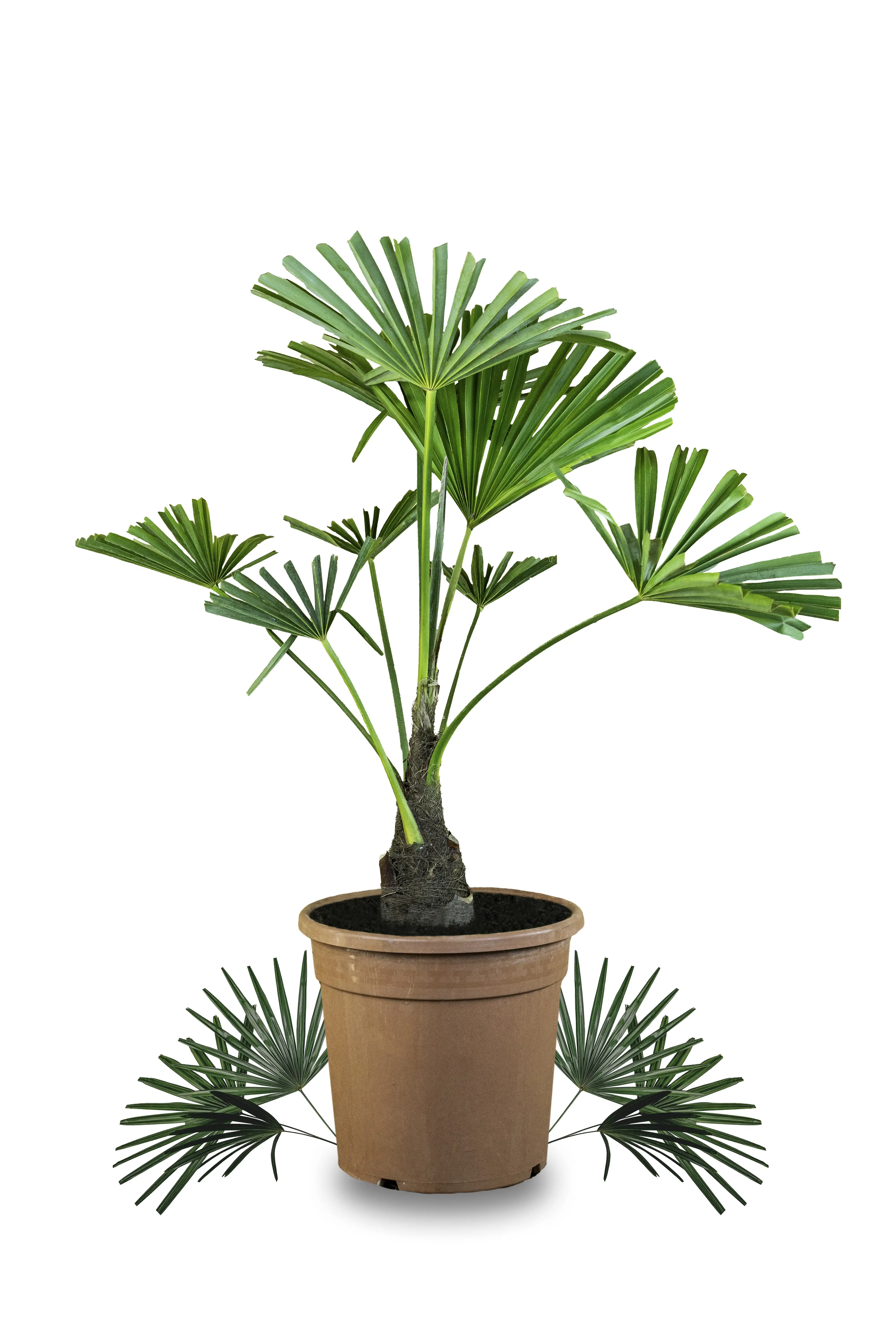 Palme Trachycarpus [Mezzo] - Chinesische Hanfpalme - Trachycarpus Fortunei