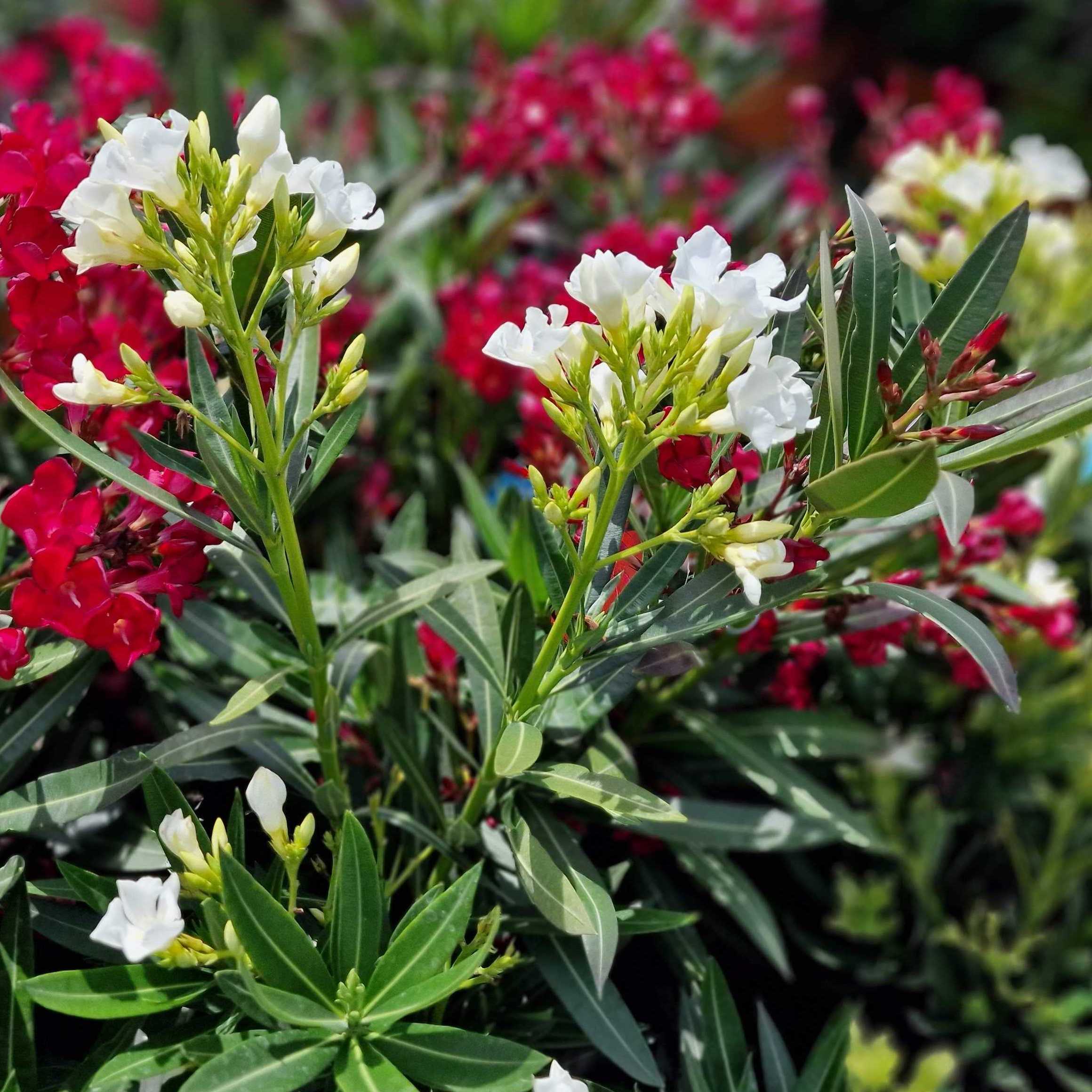 Oleander