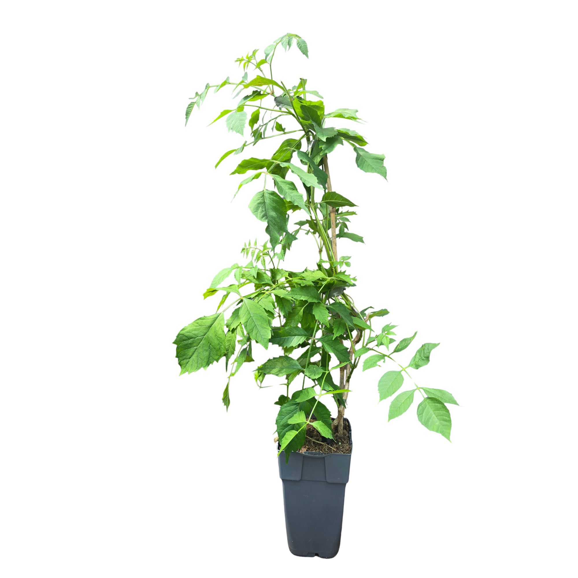 Gelbe Klettertrompete - Campsis radicans 'Flava'