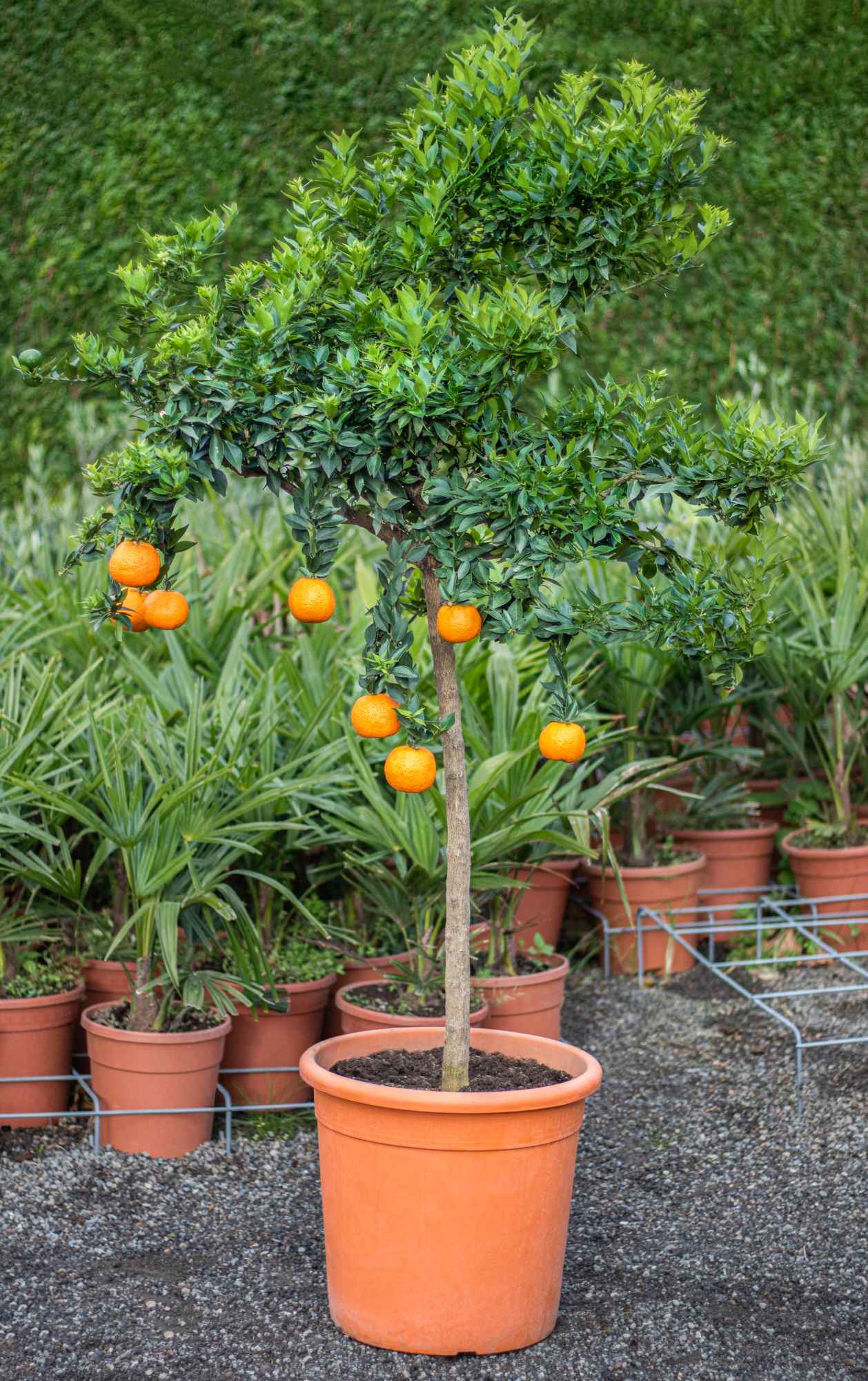 Chinotto [Molto Grande] - Citrus aurantium var. myrtifolia - Myrtenblättrige Zwergpomeranze
