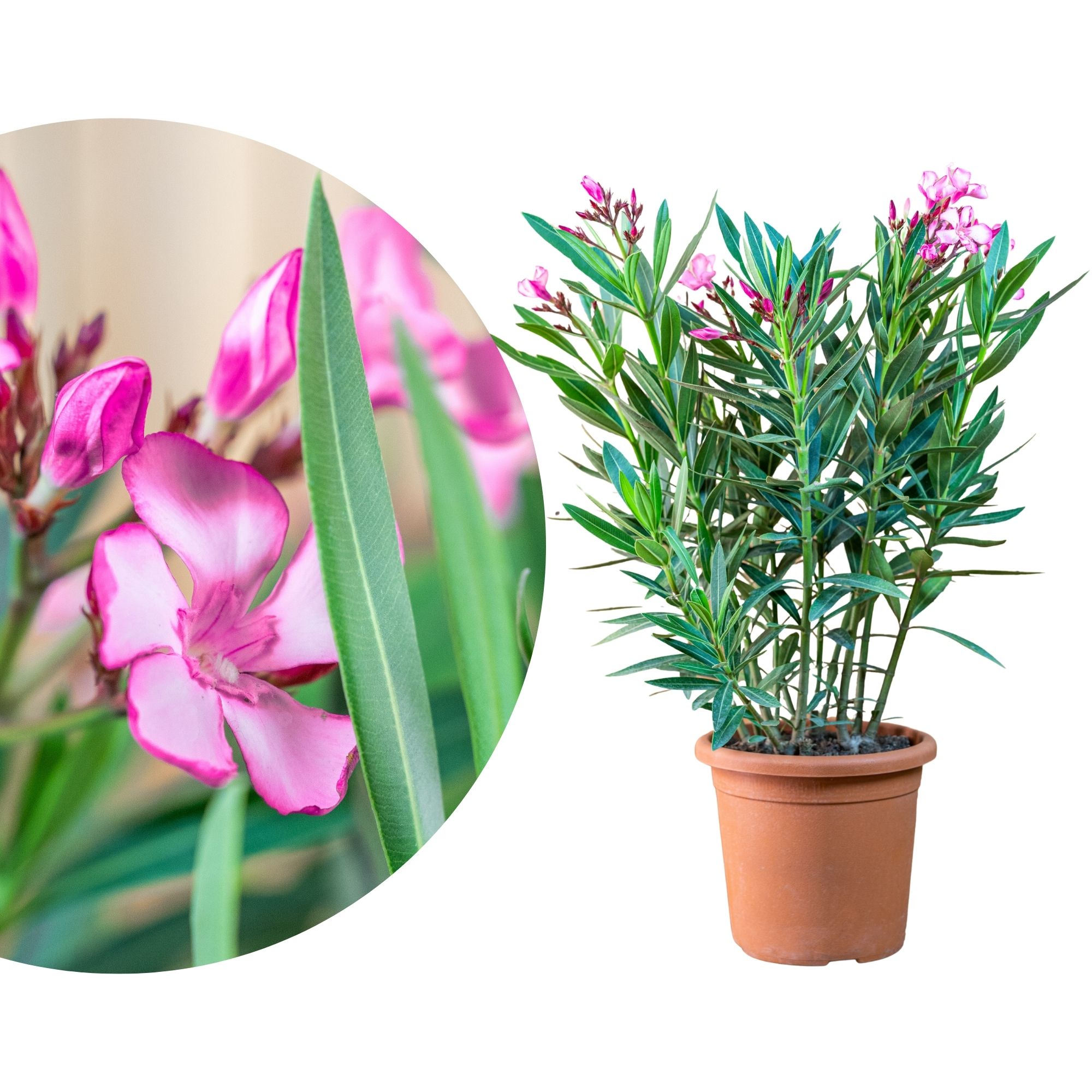 Pinker Oleander 'Emilie'