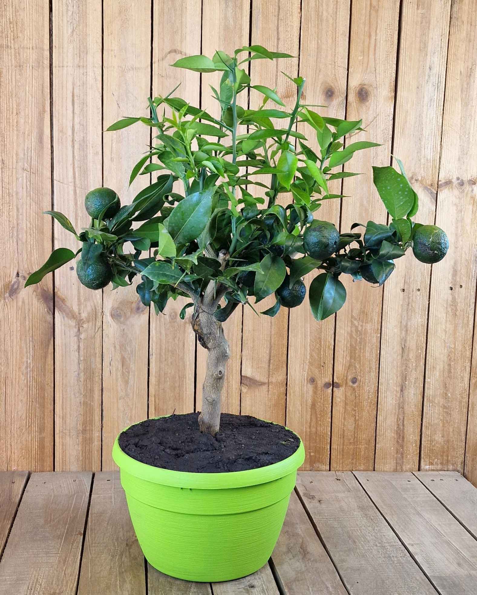Yuzu 'Bonsai' in Schale - Citrus junos 'Bonsai' 