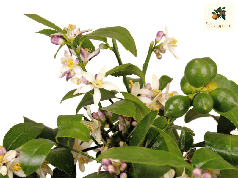 Meyer Zitrone [Piccolo] - Citrus Limon 'meyeri' - Meyer Lemon
