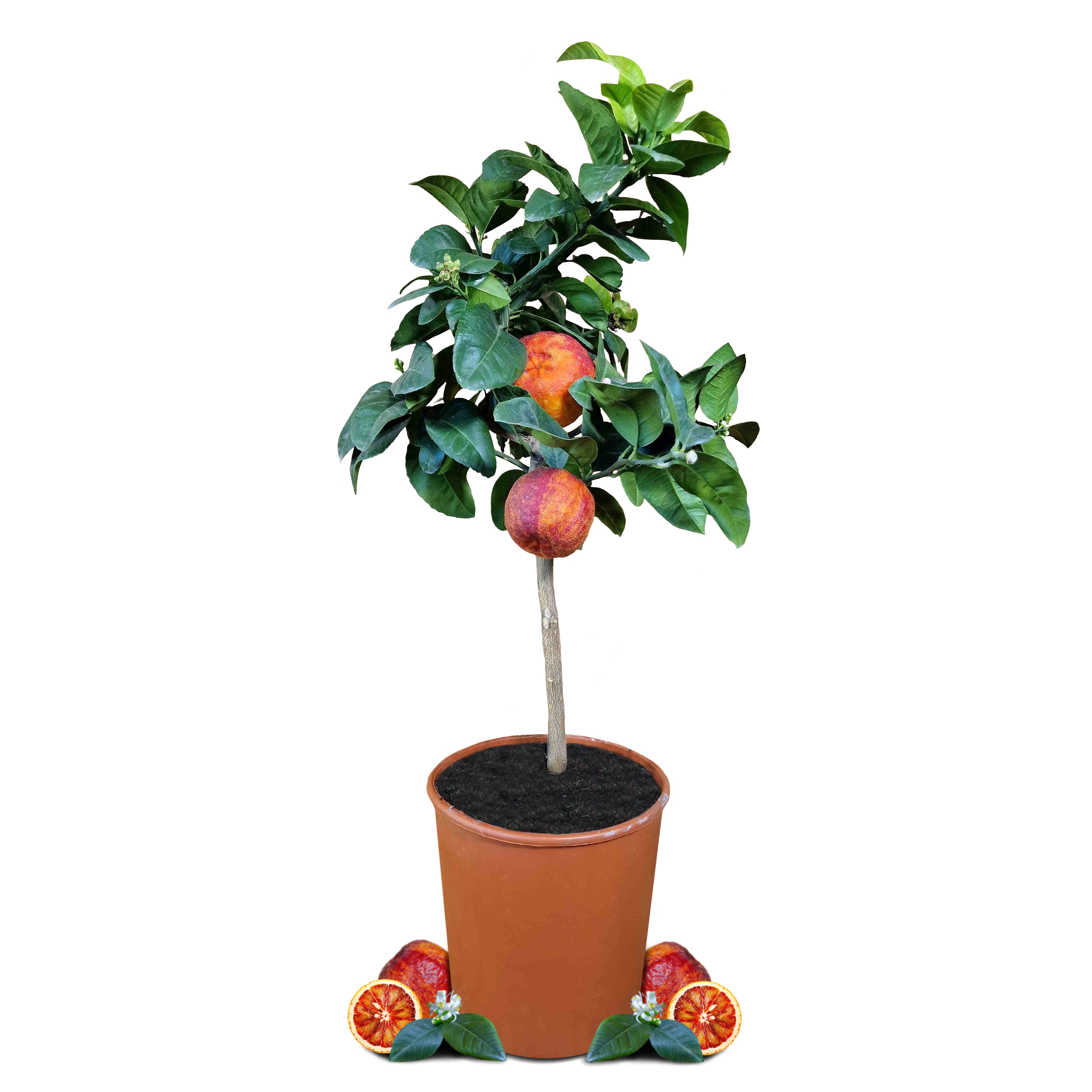 Orangenbaum 'Arcobal' - Citrus Sinensis 'Arcobal' - Regenbogen Orange