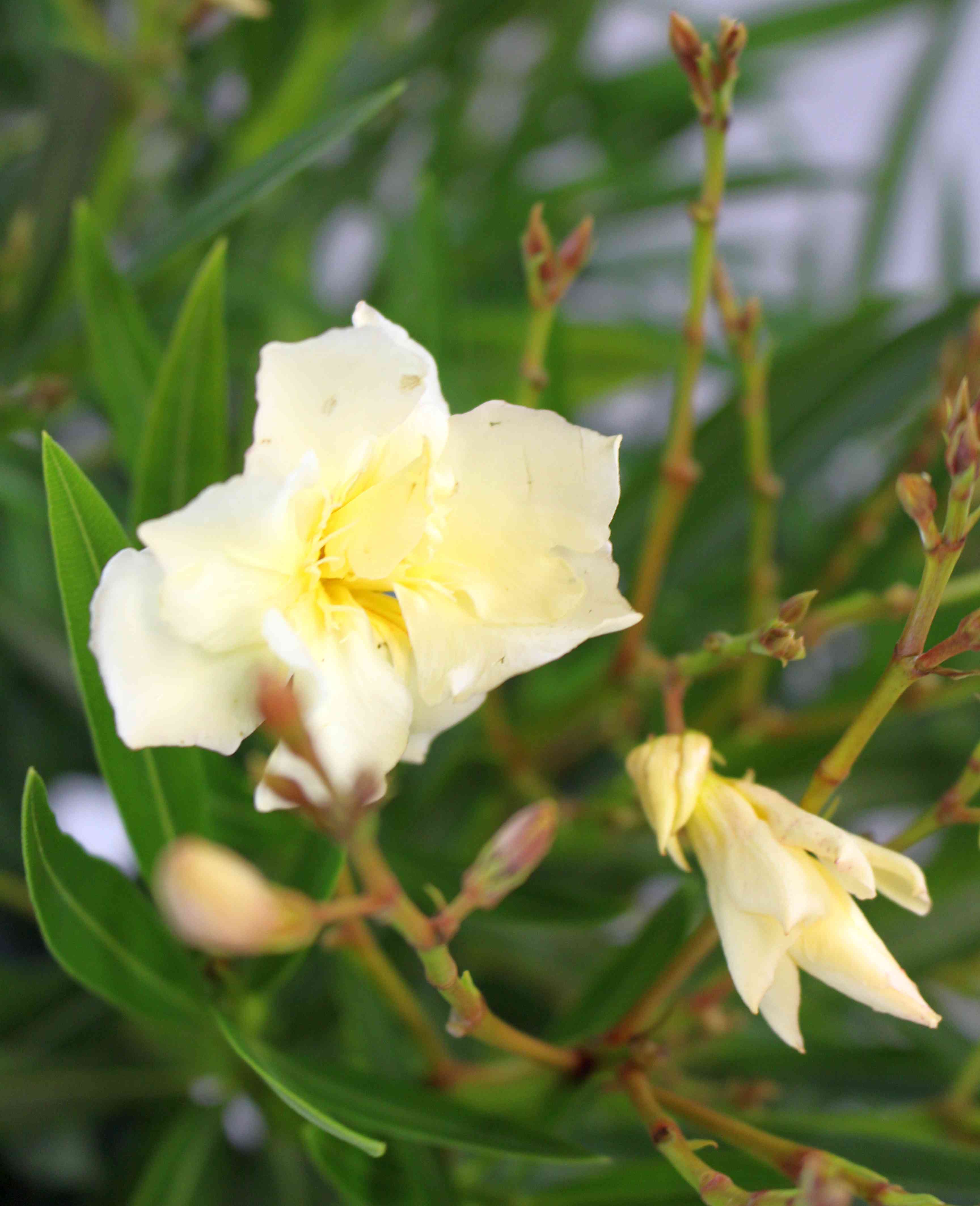 Gelber Oleander 'Luteum Plenum'