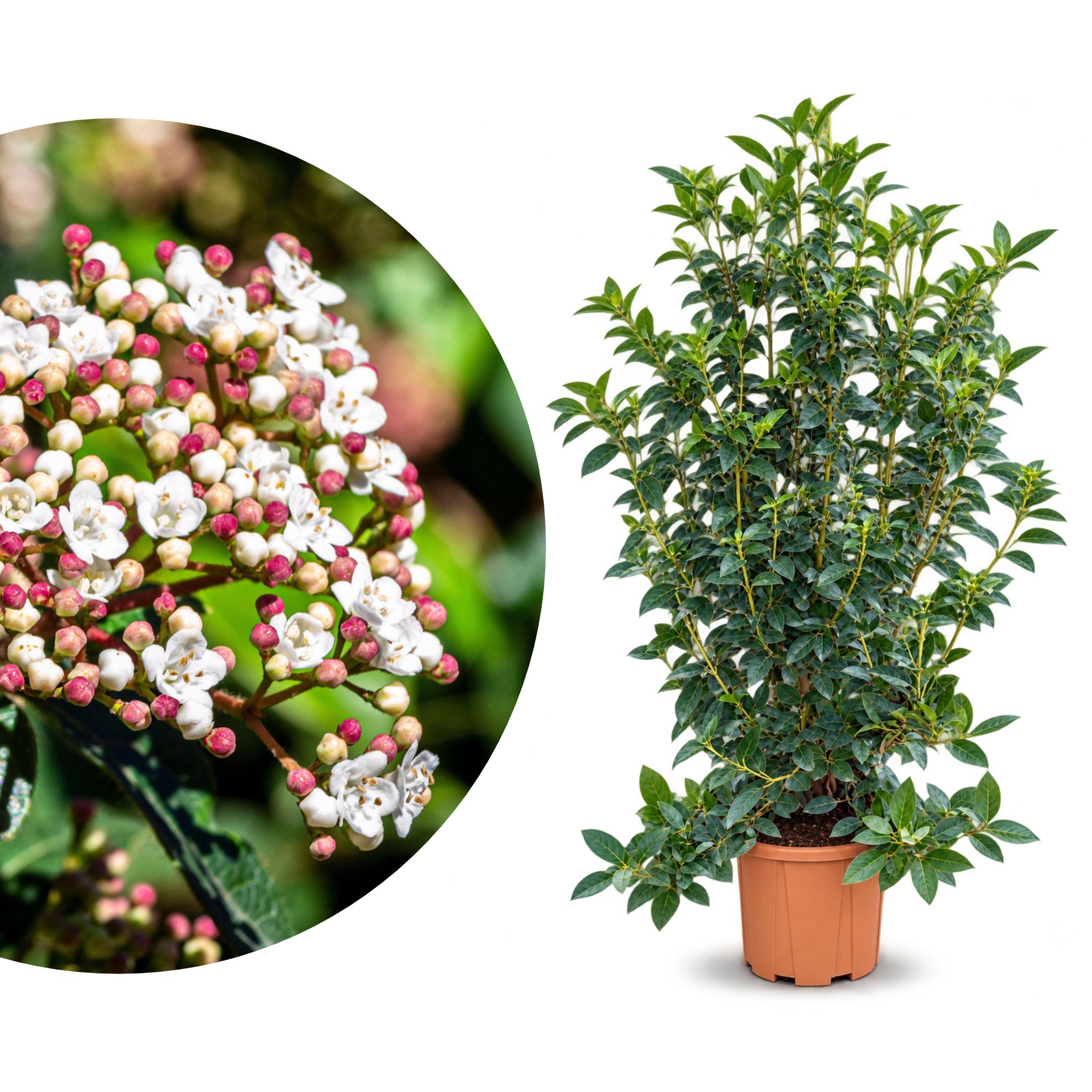 Mittelmeer-Schneeball - Viburnum Tinus - Grande