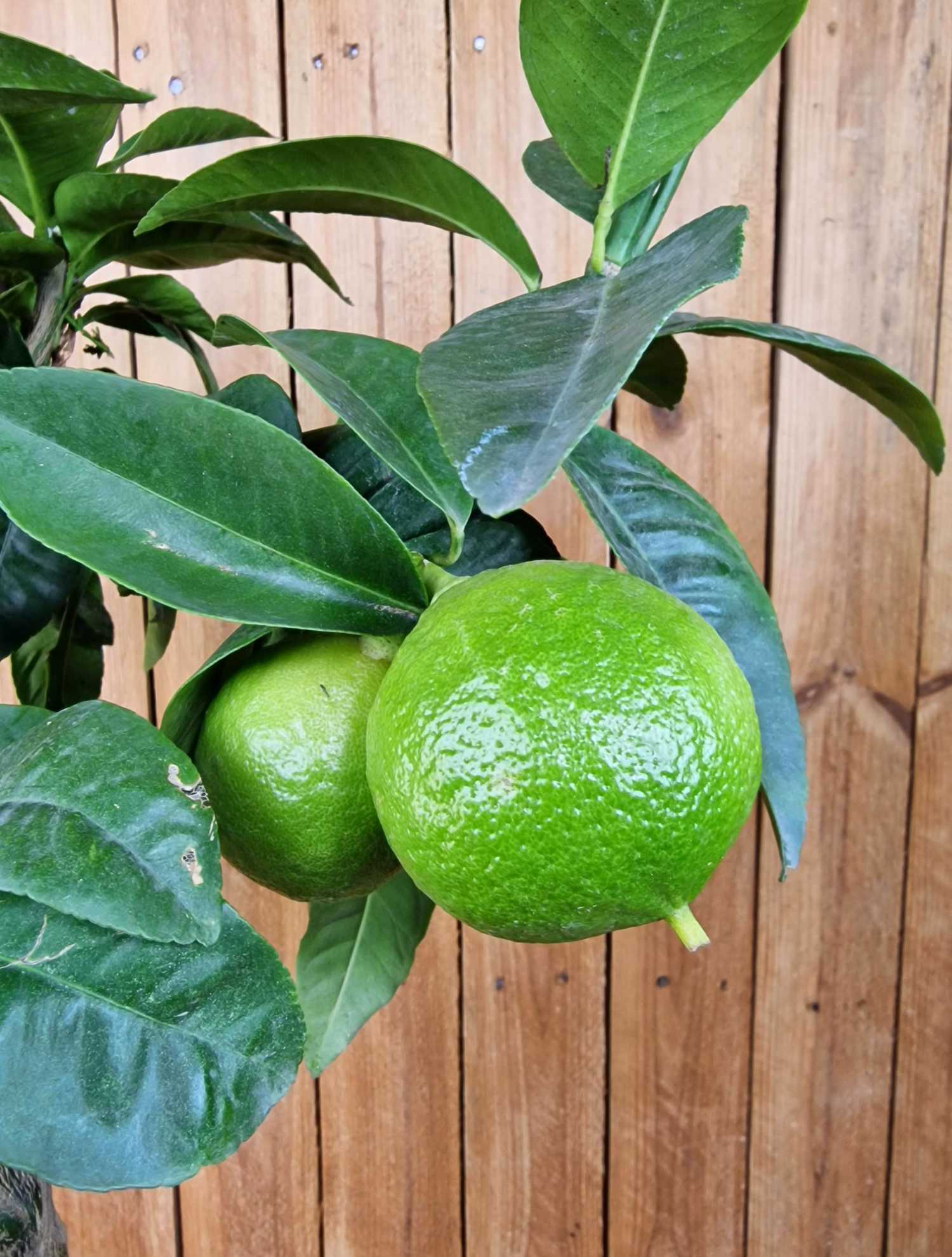 Bergamotte [Mezzo] - Citrus bergamia - Bergamotto 