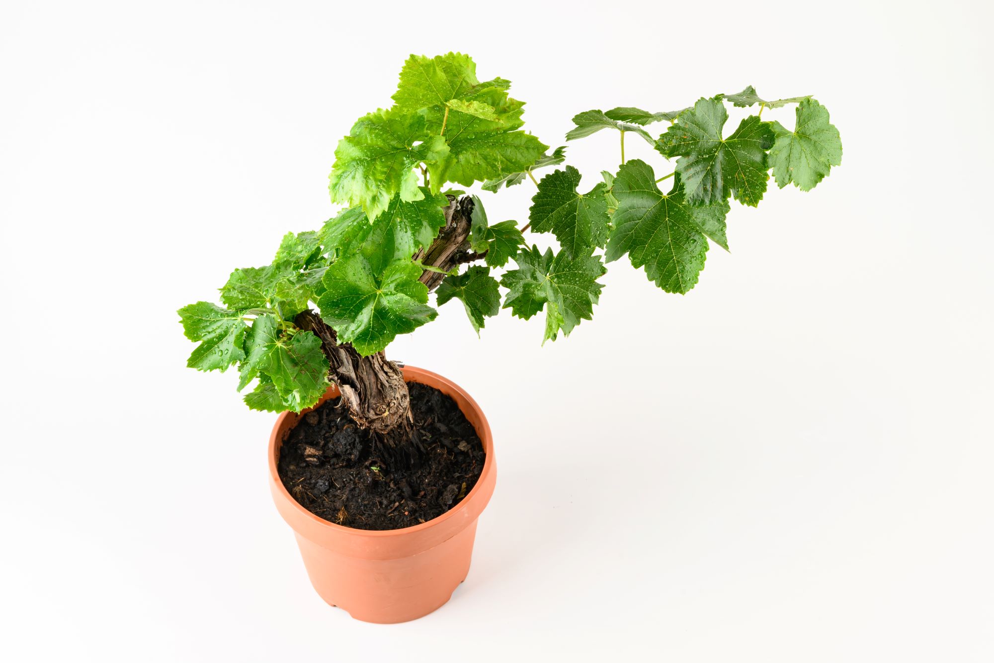 Weinrebe Bonsai [Mezzo] - Vitis vinifera - Ø18cm