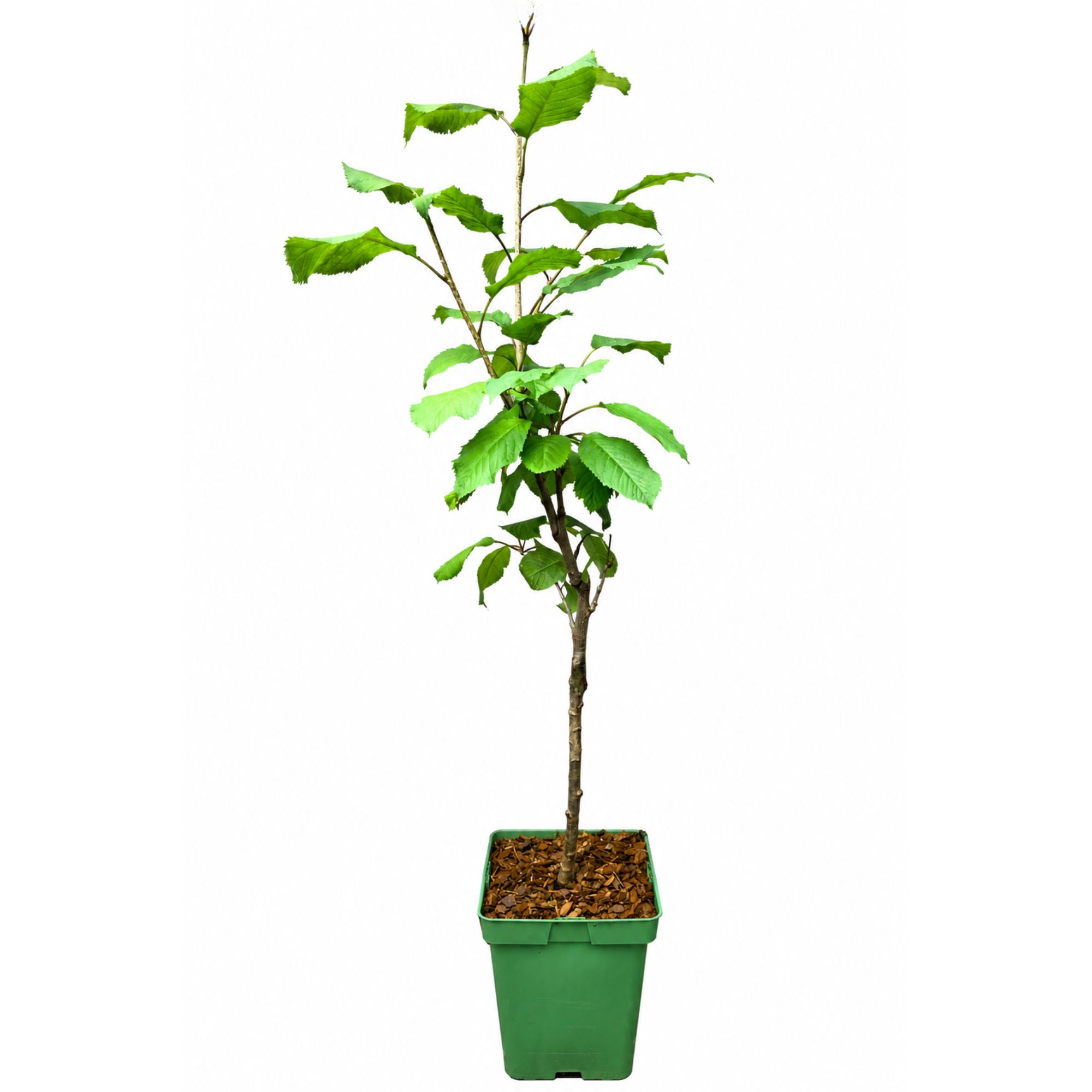 BIO Zwergobst Stämmchen Kirsche 'Kordia' - Zwergkirsche - Kirschbaum - Prunus Avium Kordia