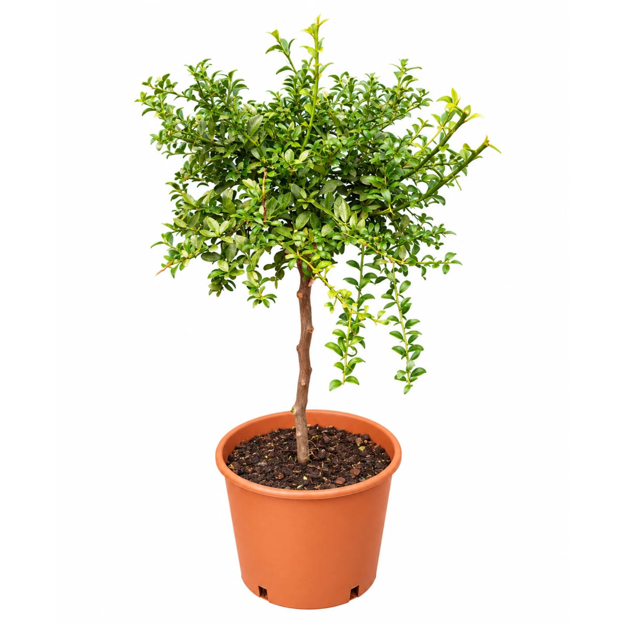 Fingerlimette [Mezzo] - Sondersorte 'Alstonville' - Kaviarlimette - Microcitrus australasica