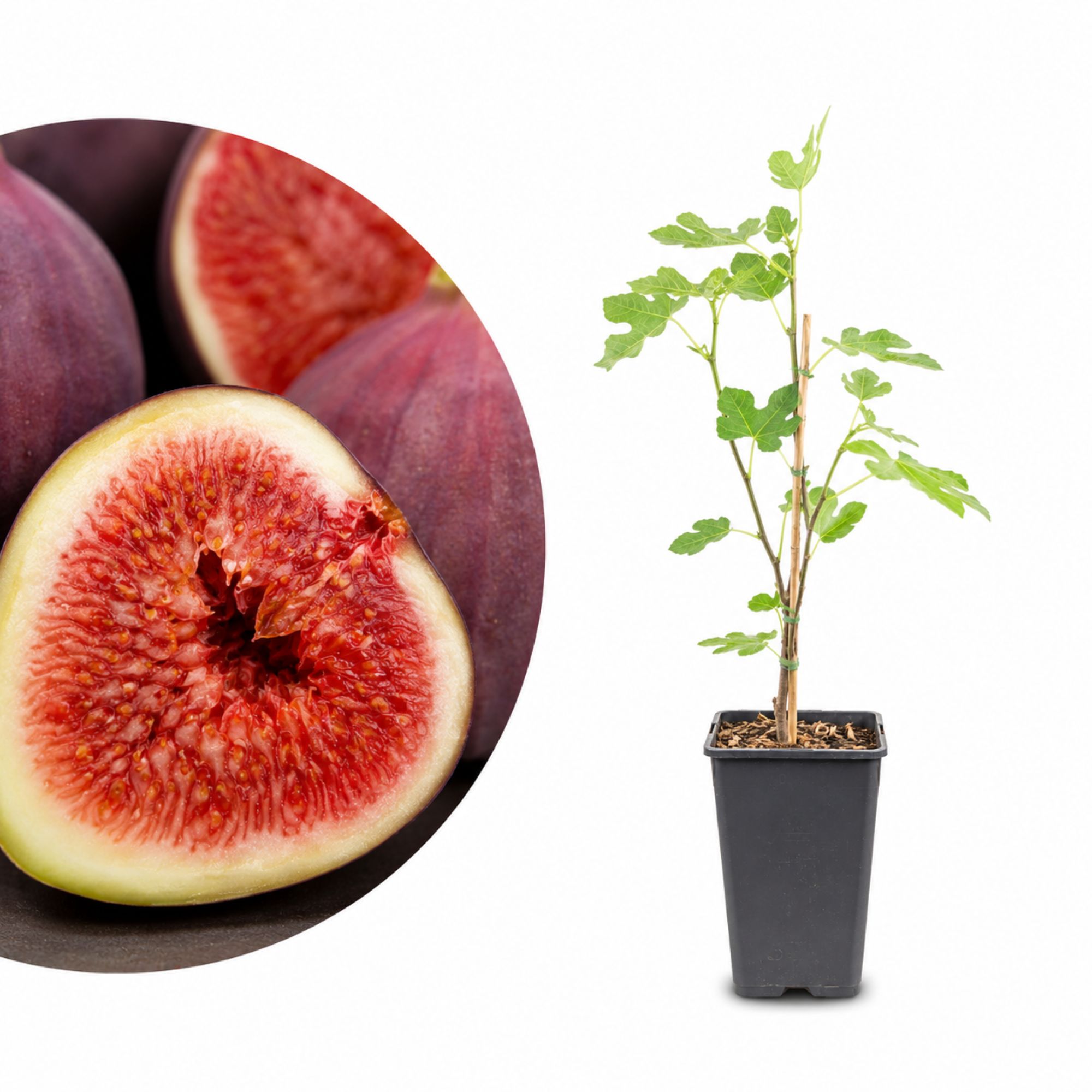 Feige Stämmchen [Mini] - Ficus carica "Rouge de Bordeaux"