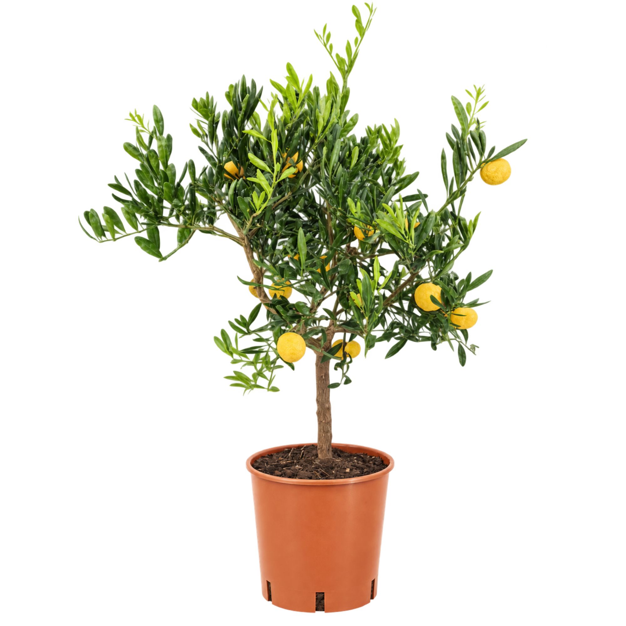 Fingerlimette Papuana - Microcitrus Papuana