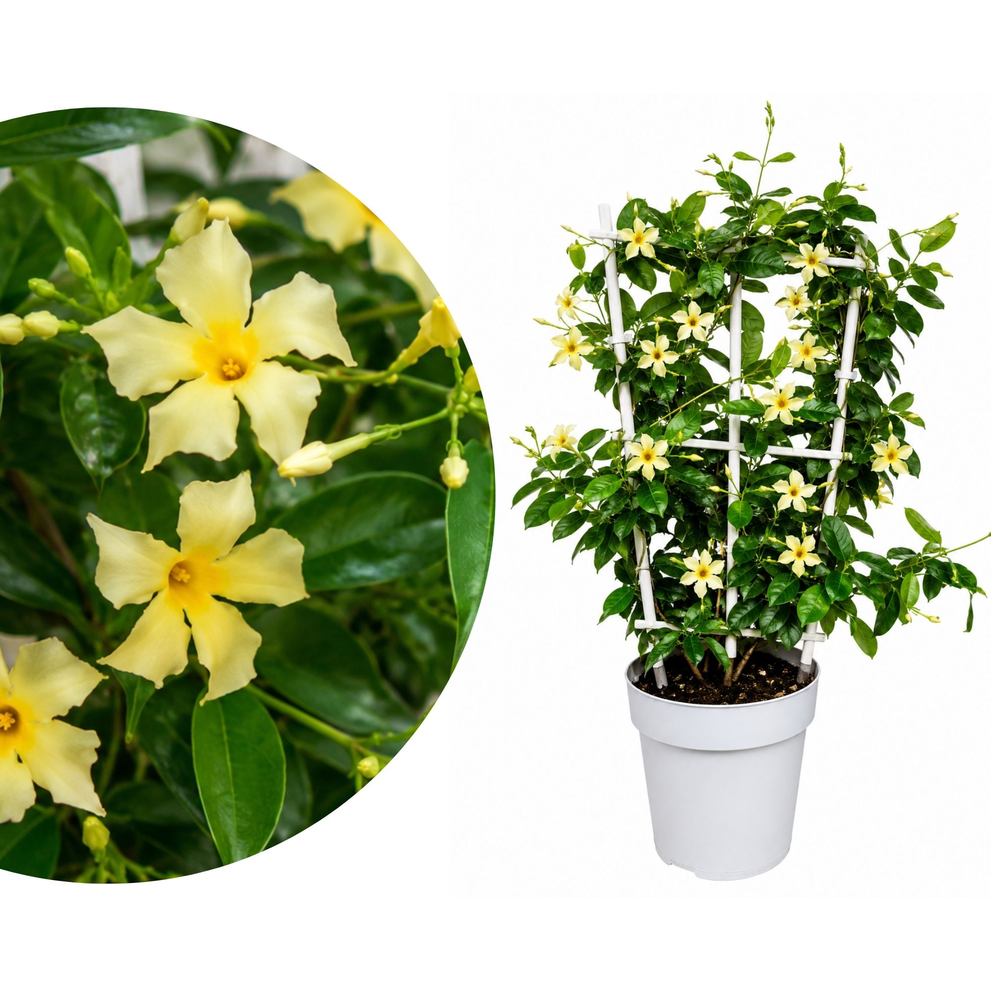 Sternjasmin ‘Star of Toscane’ – Toskanischer gelber Sternjasmin