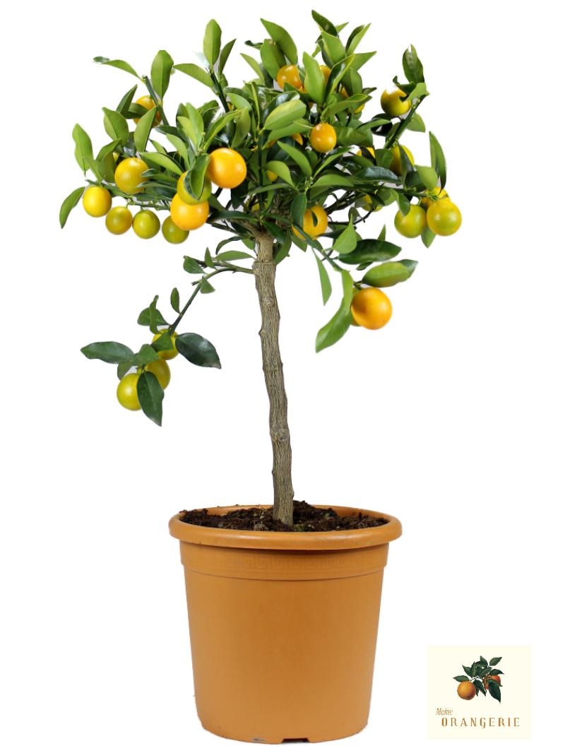 Kumquat Tondo "Mezzo"
