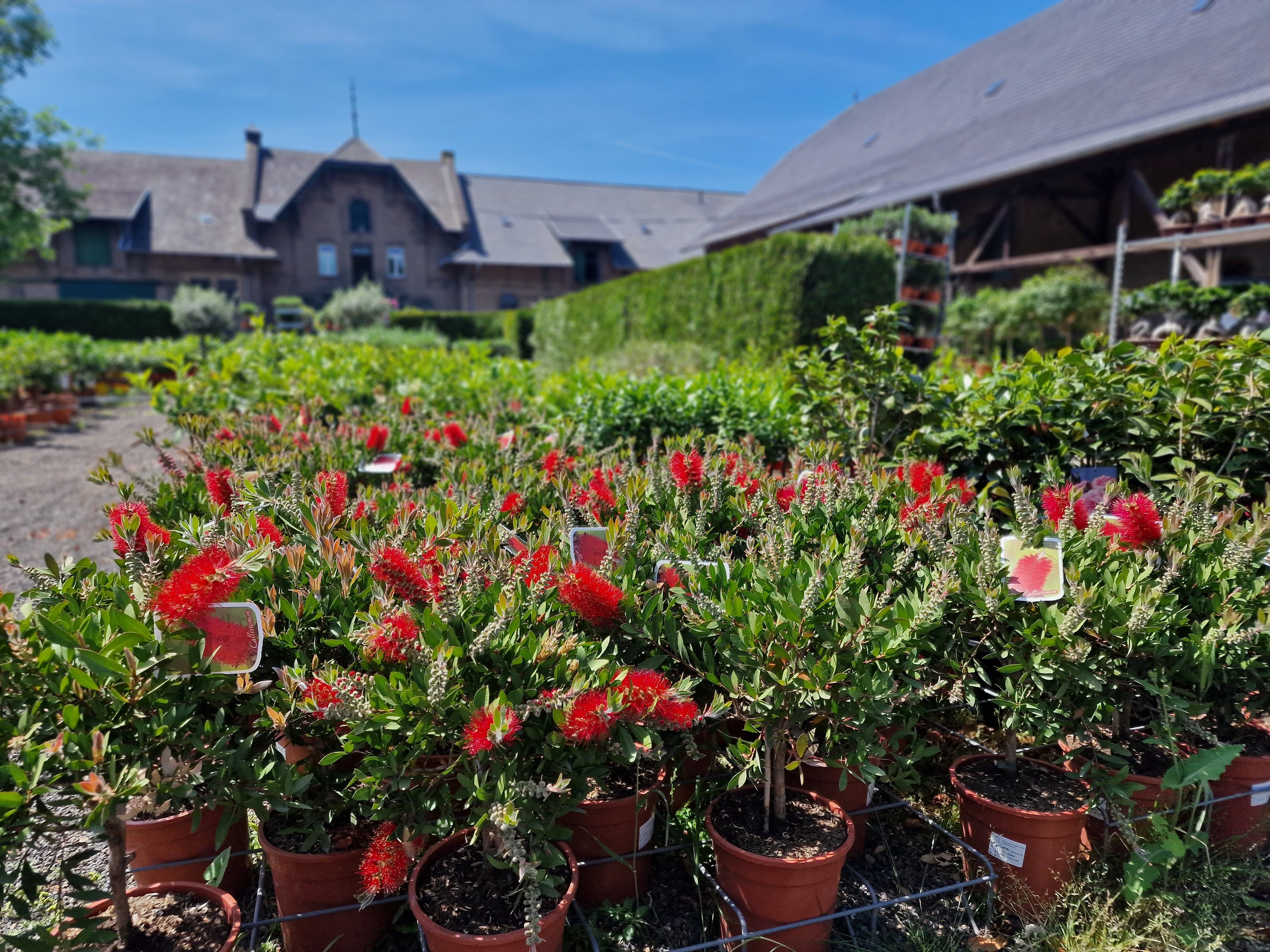 Zylinderputzer Stamm [Mezzo] - Callistemon Citrinus 