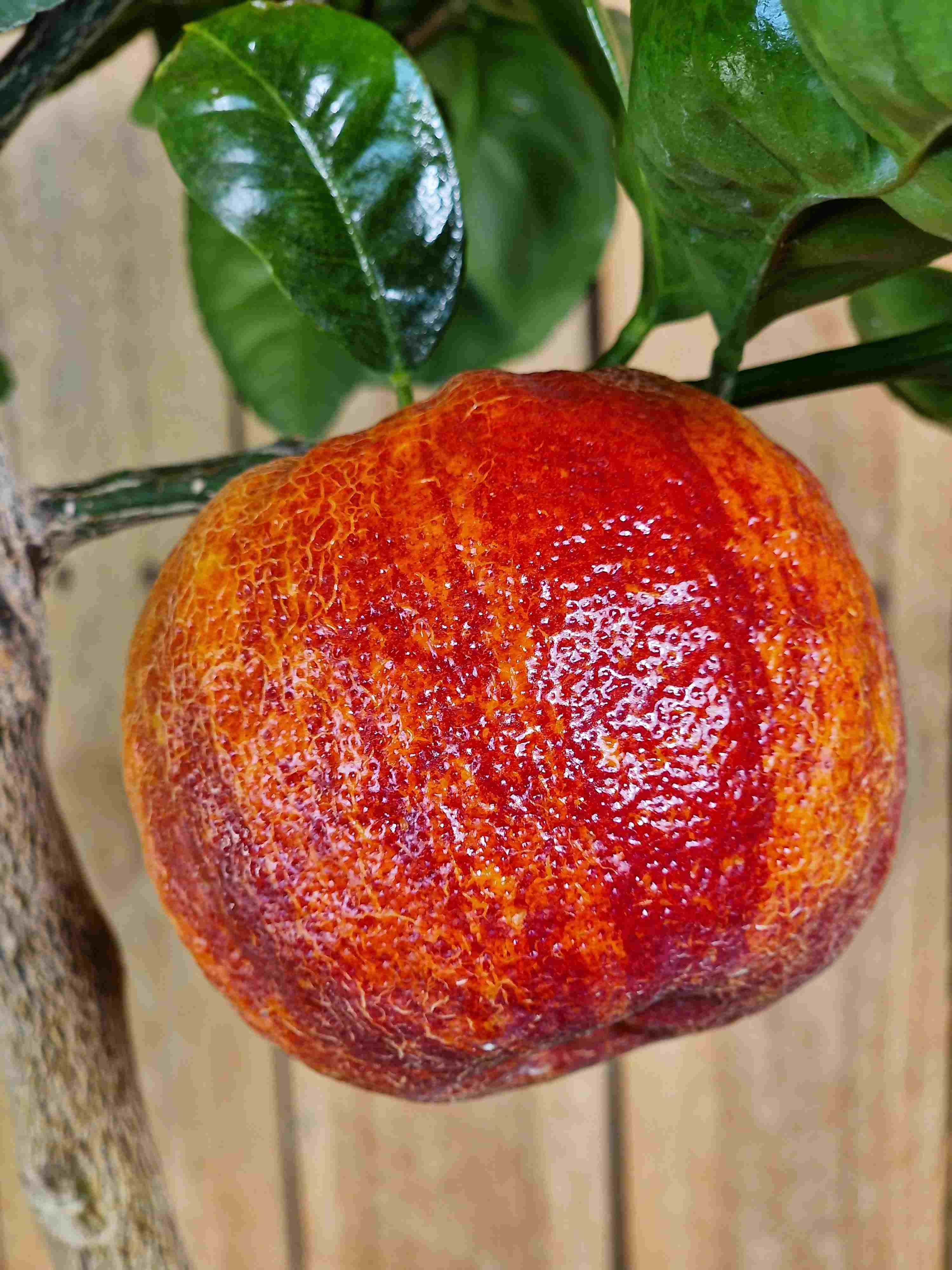 Orangenbaum 'Arcobal' - Citrus Sinensis 'Arcobal' - Regenbogen Orange