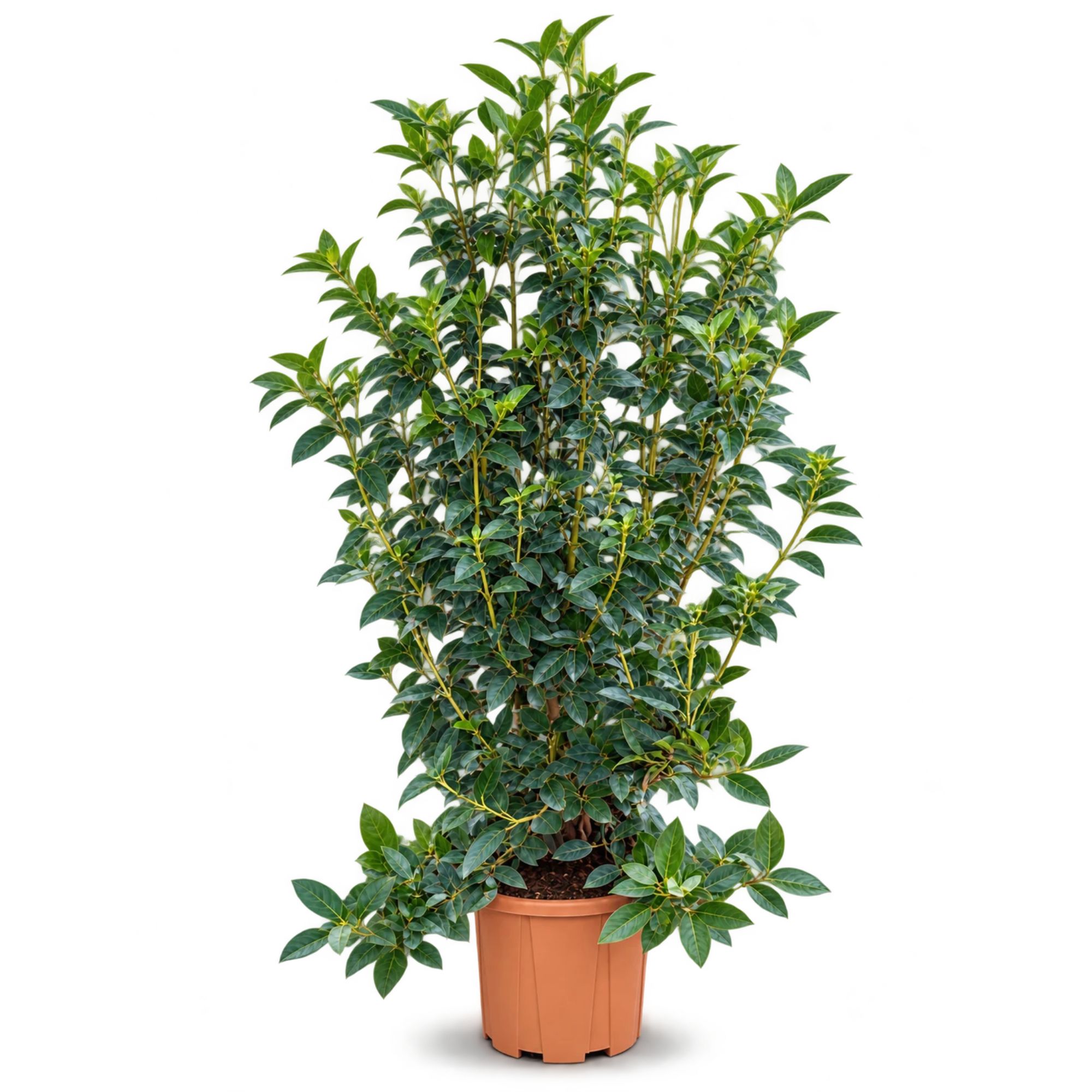 Mittelmeer-Schneeball - Viburnum Tinus - Grande