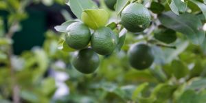 Limettenbäume
