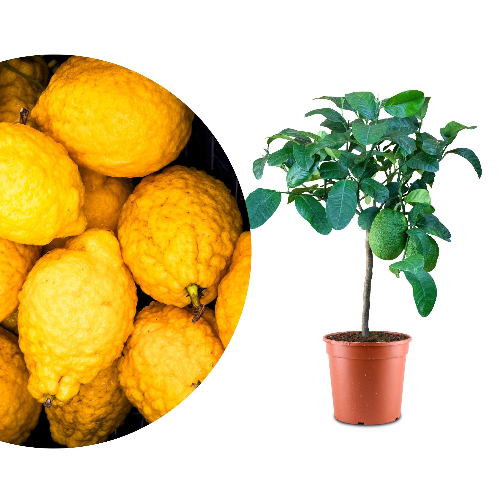Zitronatzitrone - Zedrat-Zitrone - Citrus Medica Zitronatzitrone - Zedrat-Zitrone - Citrus Medica