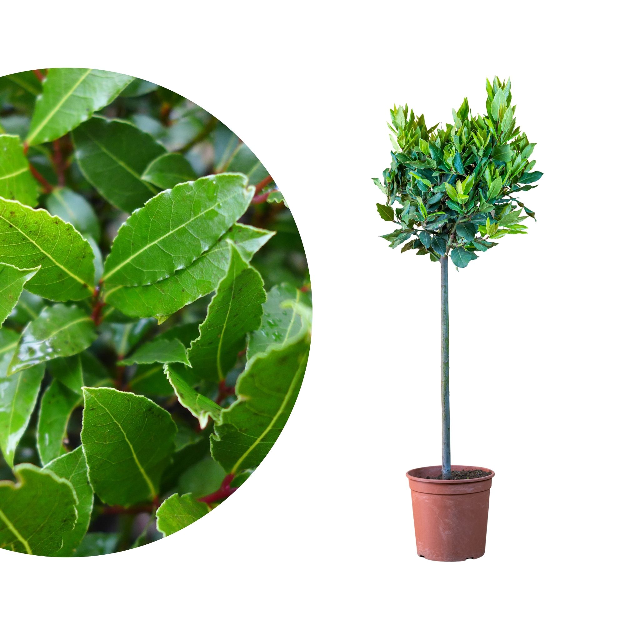 Lorbeer-Stamm [Grande] - echter Lorbeer - Laurus nobilis