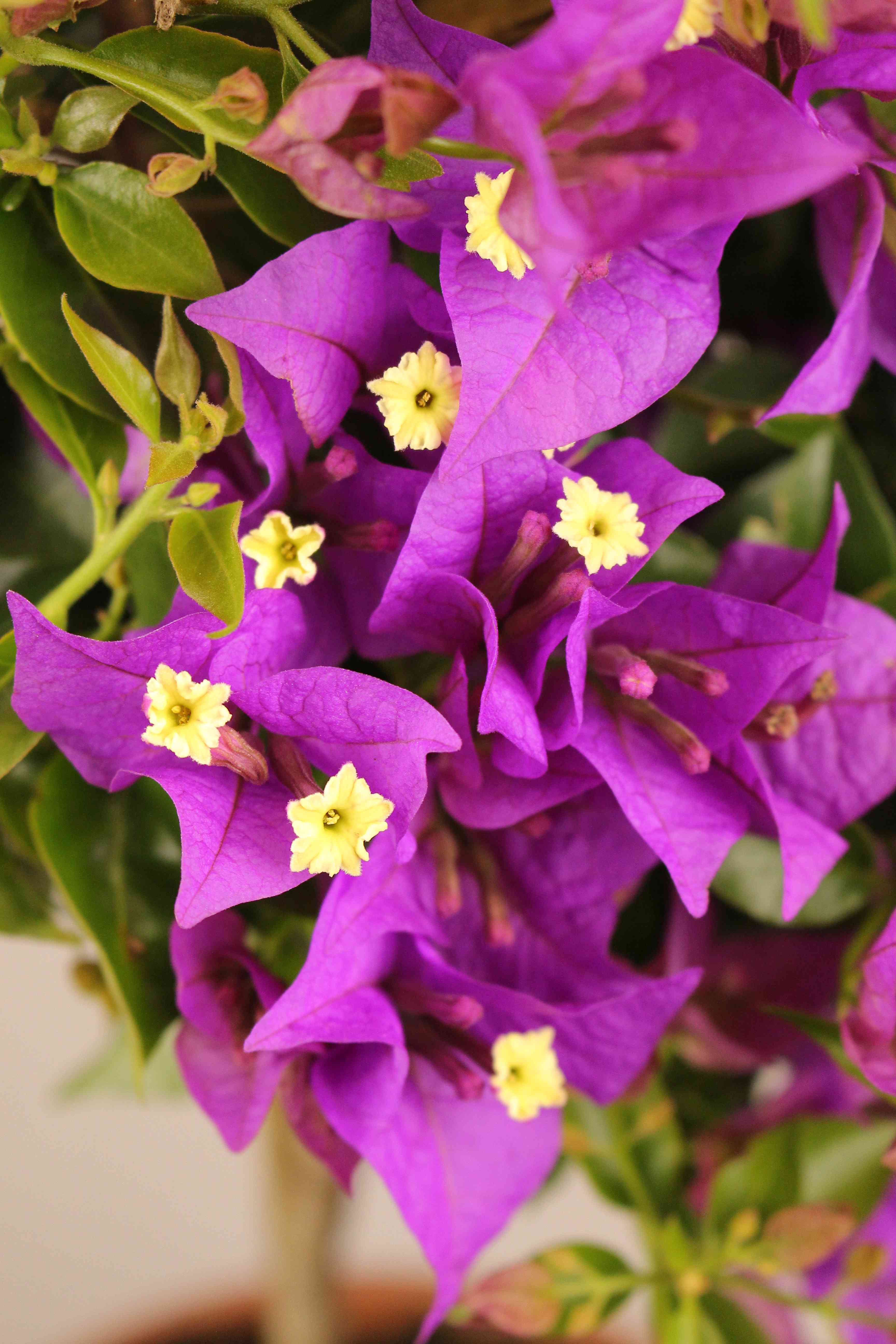 Bougainvillea Stamm "Mezzo"