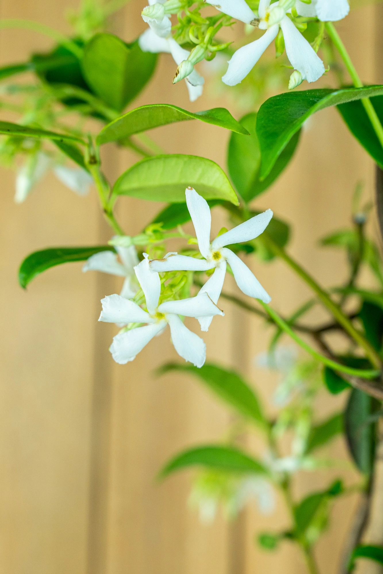 Sternjasmin [Piccolo] - Toskanischer Jasmin - Trachelospermum Jasminoides