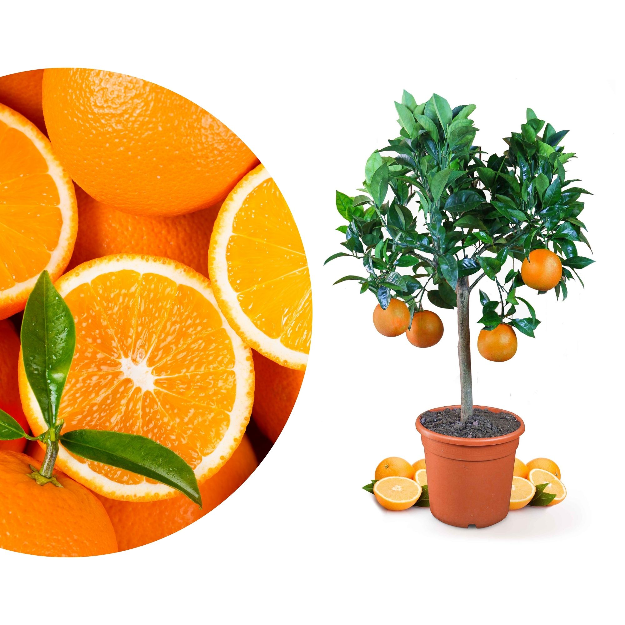 Orangenbaum - Citrus Sinensis - Apfelsine