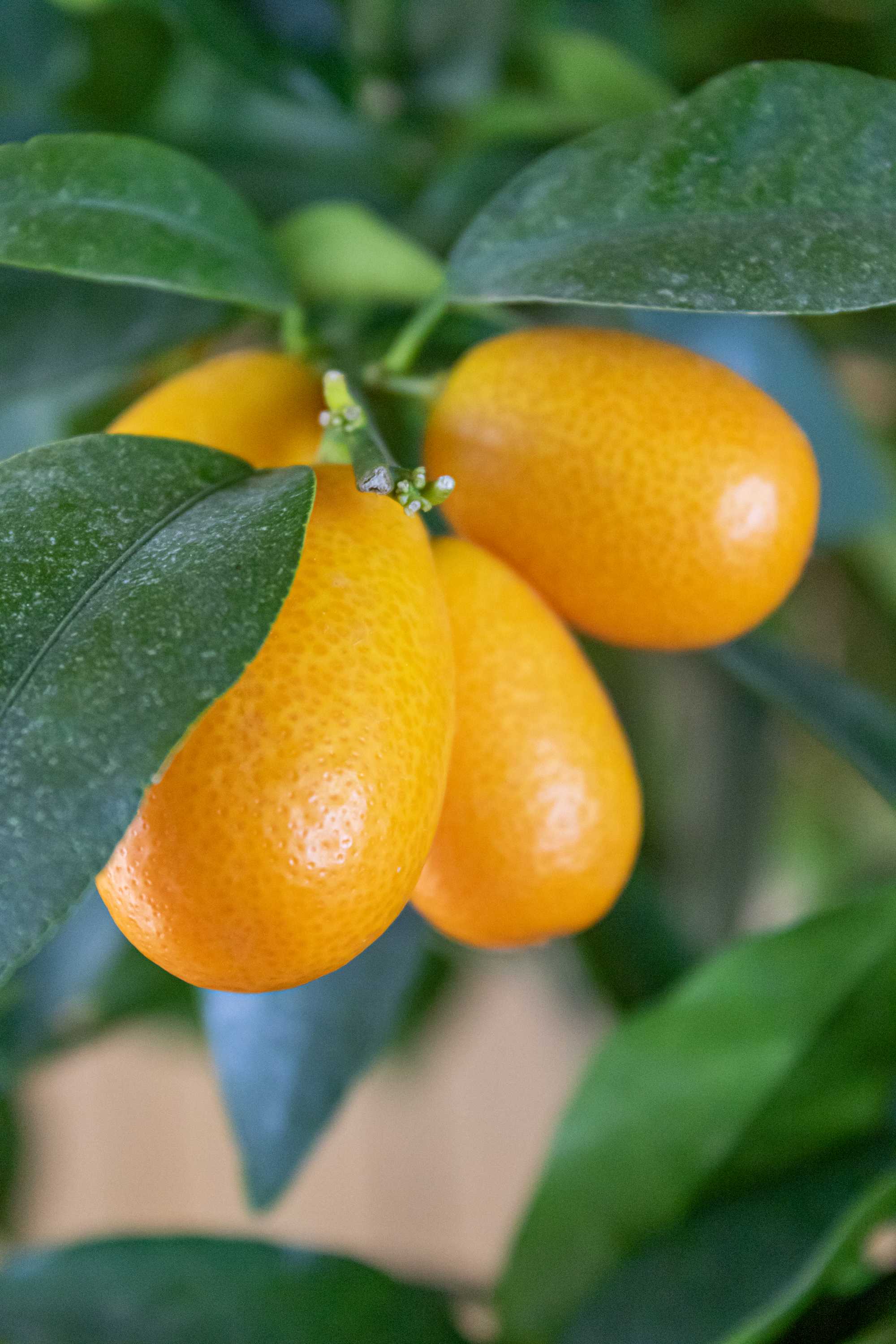 Kumquat 'Mezzo' - Citrus japonica - Fortunella margarita