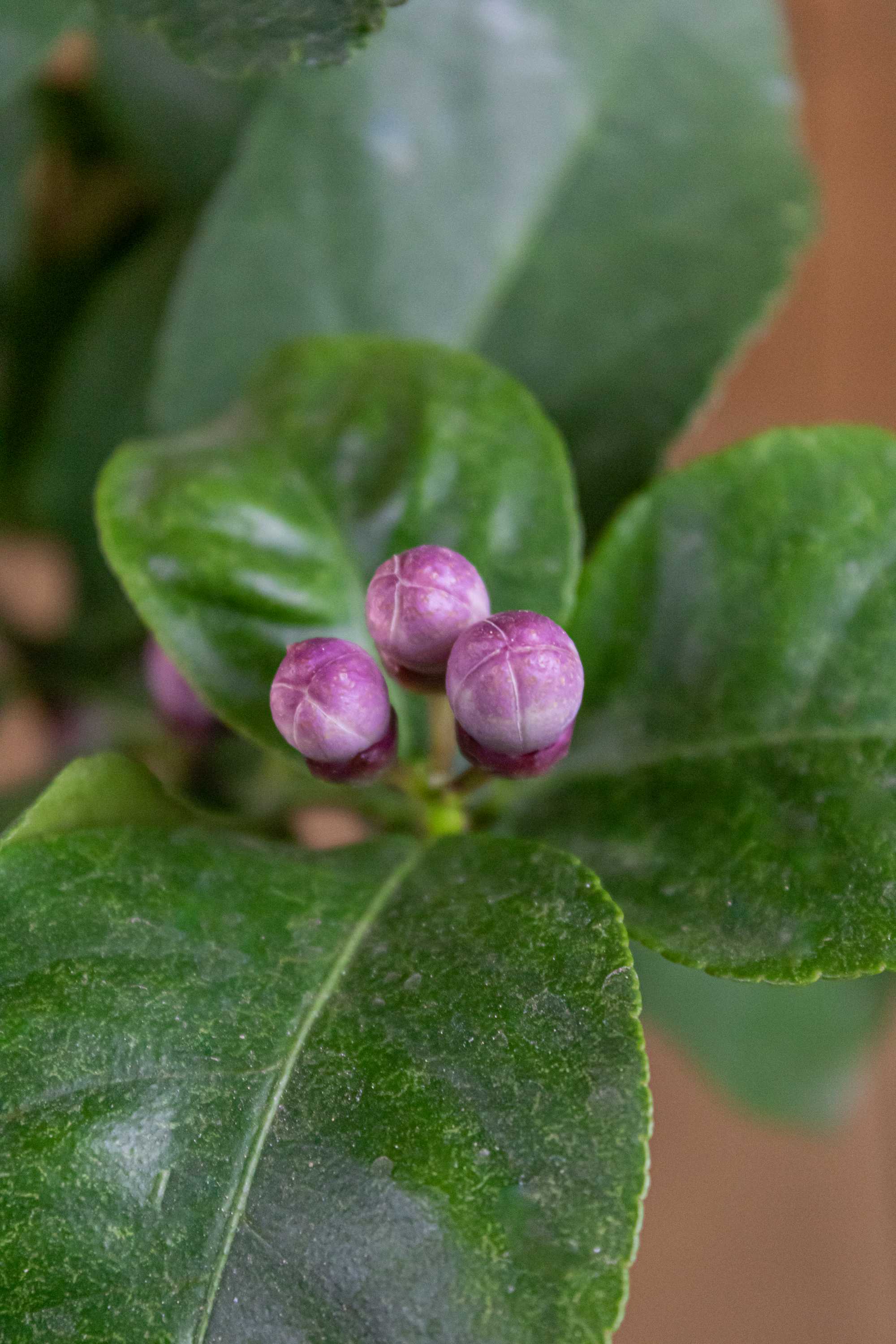 Carrubaro Zitrone [MOLTO GRANDE] - Citrus Limon 'Feminello Carrubaro' - Sizilianische Zitrone