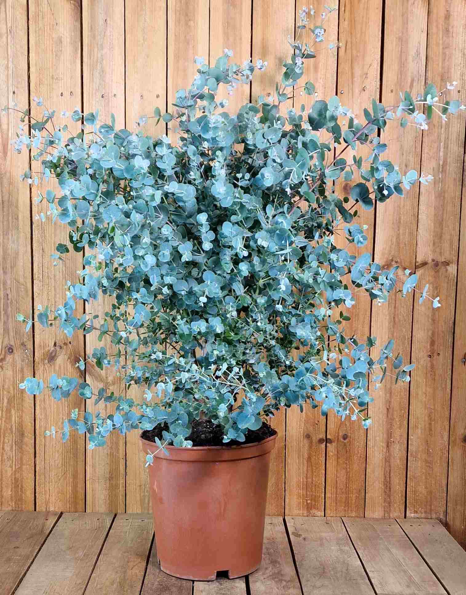 Eukalyptus [Grande] - Eucalyptus gunnii Silverdrop  ø 24