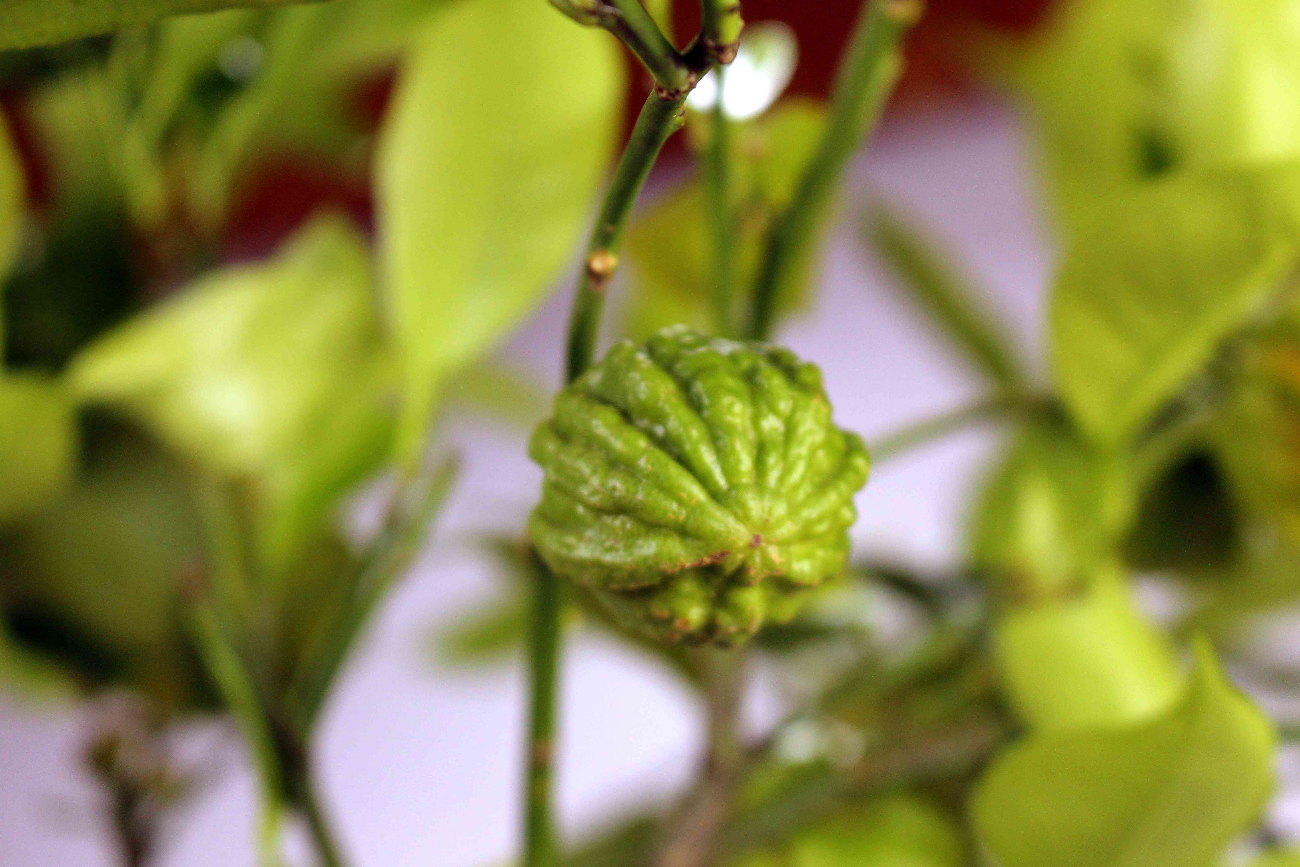 Gefurchte Pomeranze - Citrus aurantium "Canaliculata" - gefurchte Bitterorange